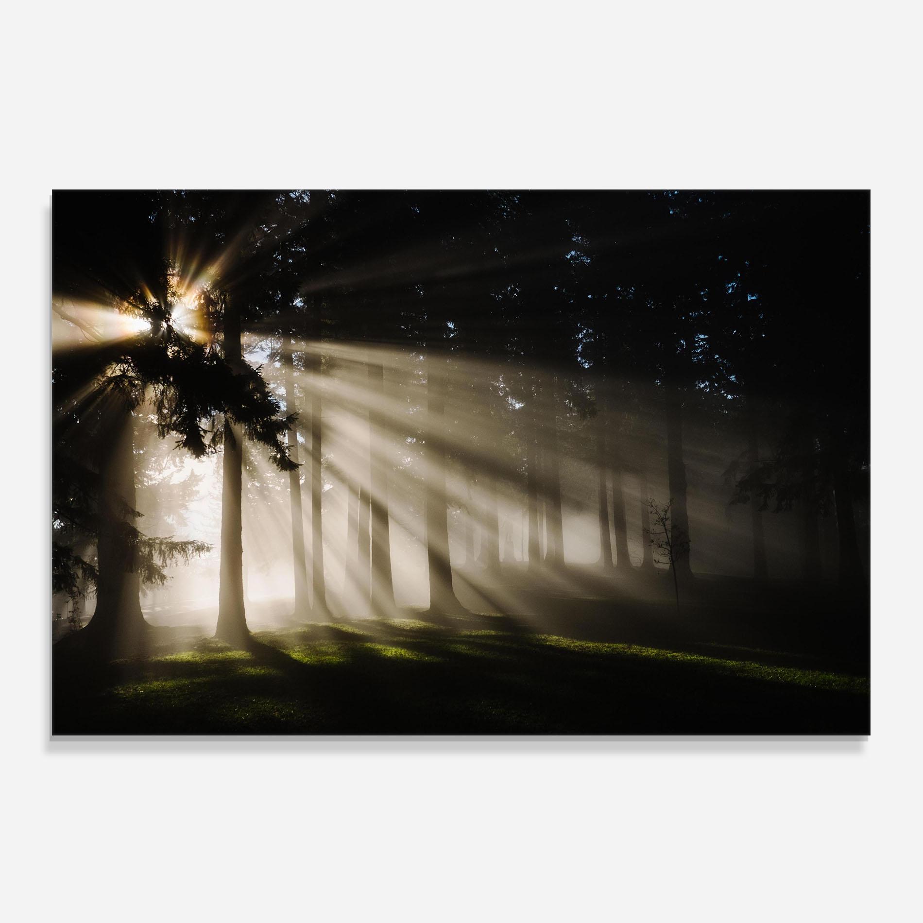 Küchenrückwand Glas Forest Foggy Daylight mockup 0