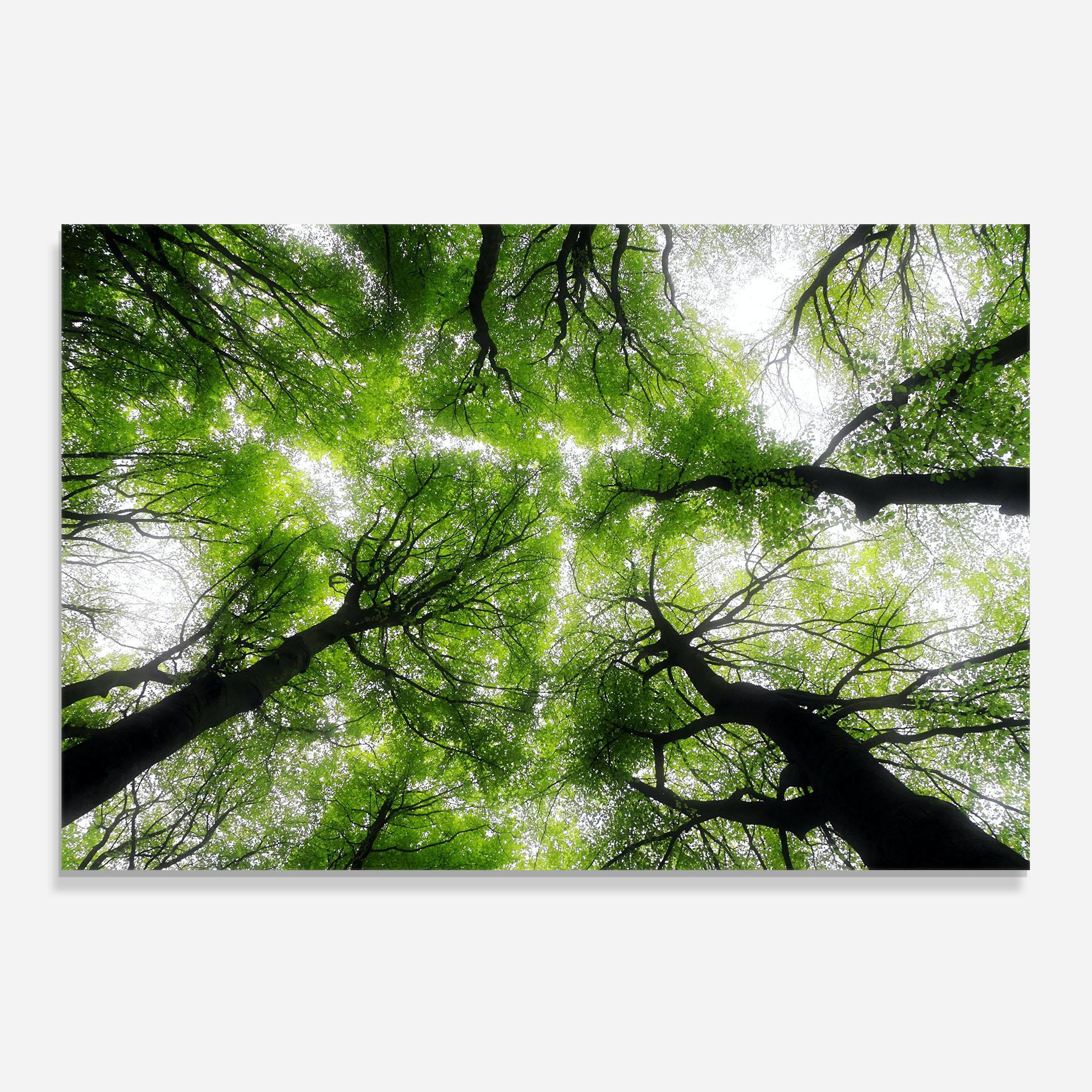 Küchenrückwand Glas Forest Green Tree mockup 0