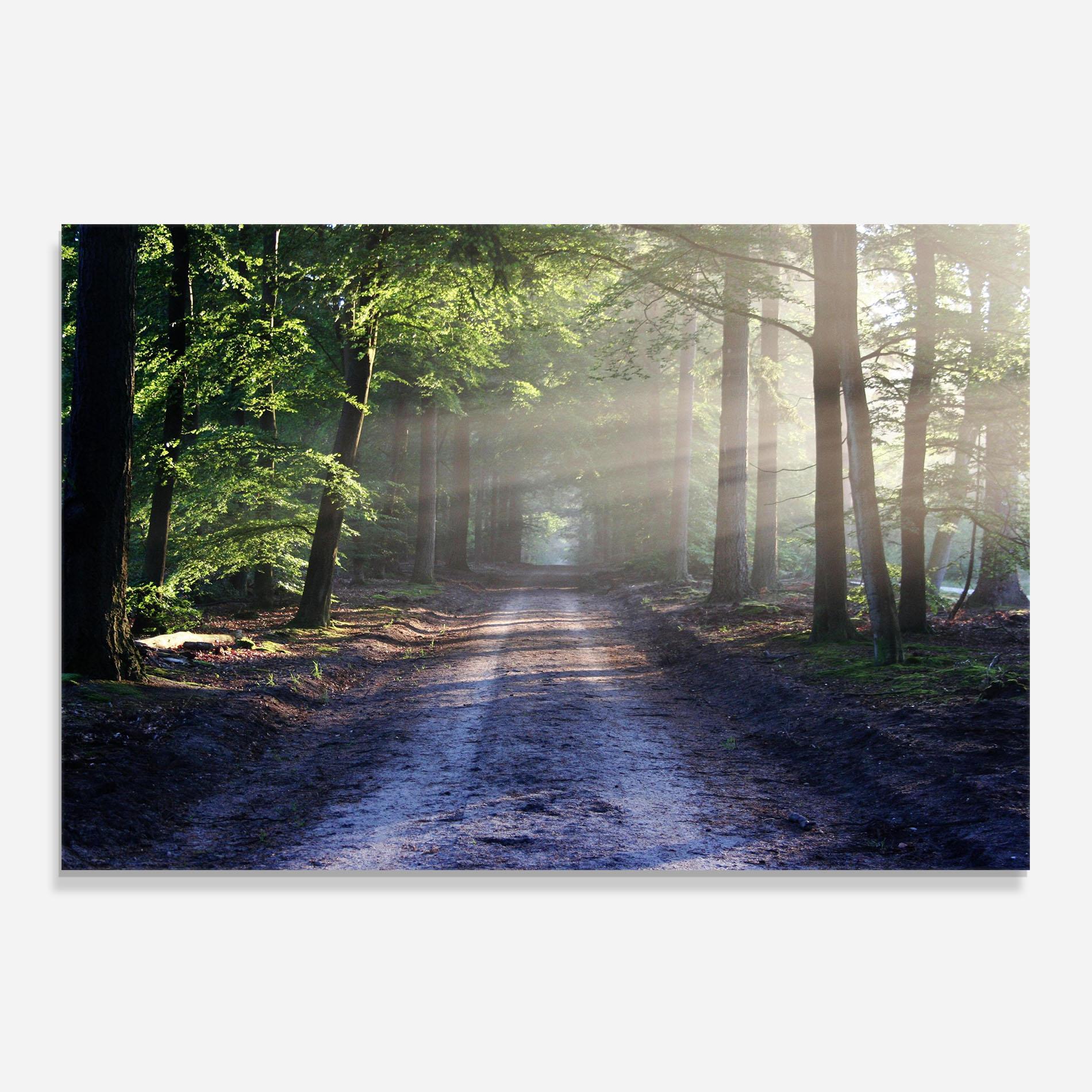 Küchenrückwand Glas Forest Road mockup 0