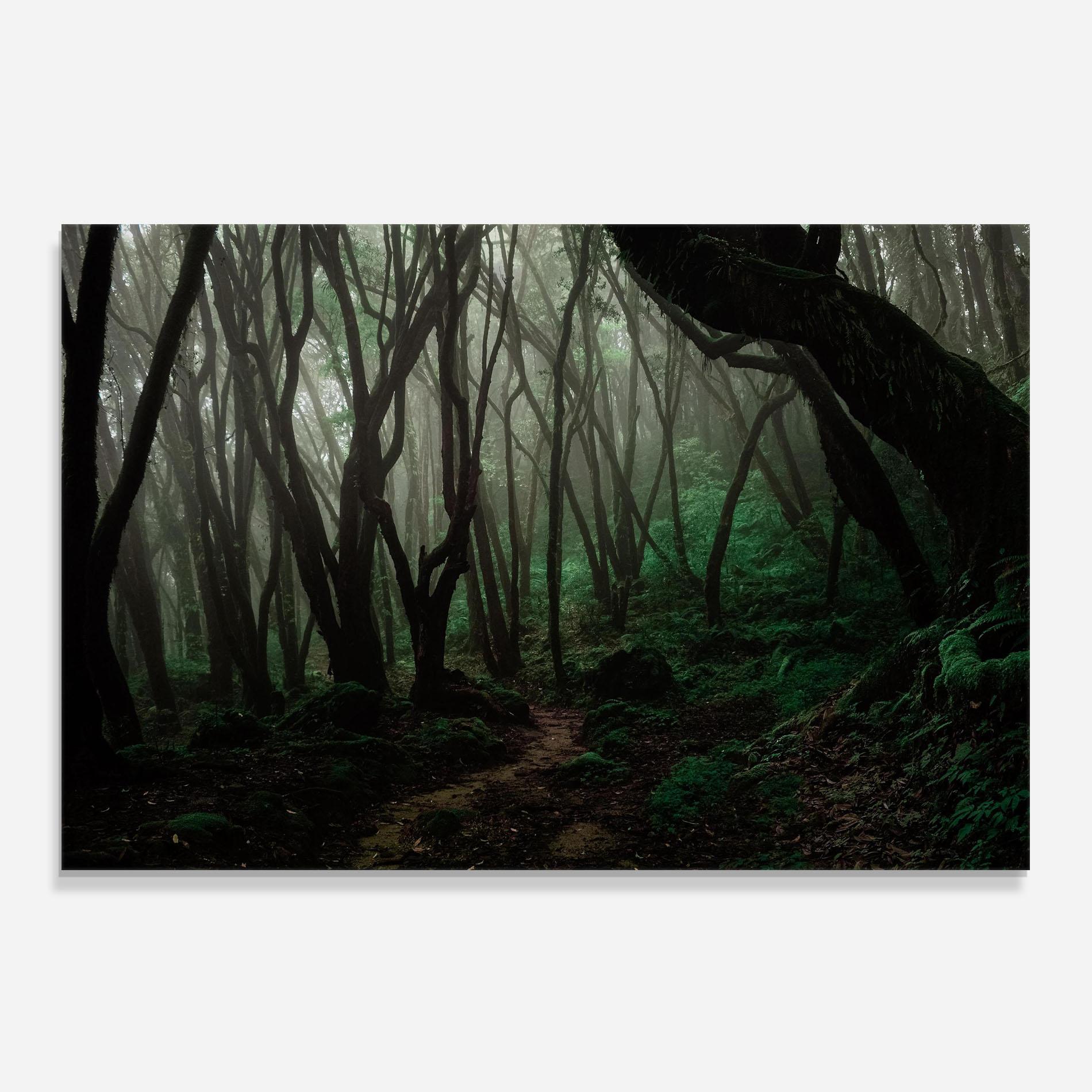 Küchenrückwand Glas Forest Story mockup 0