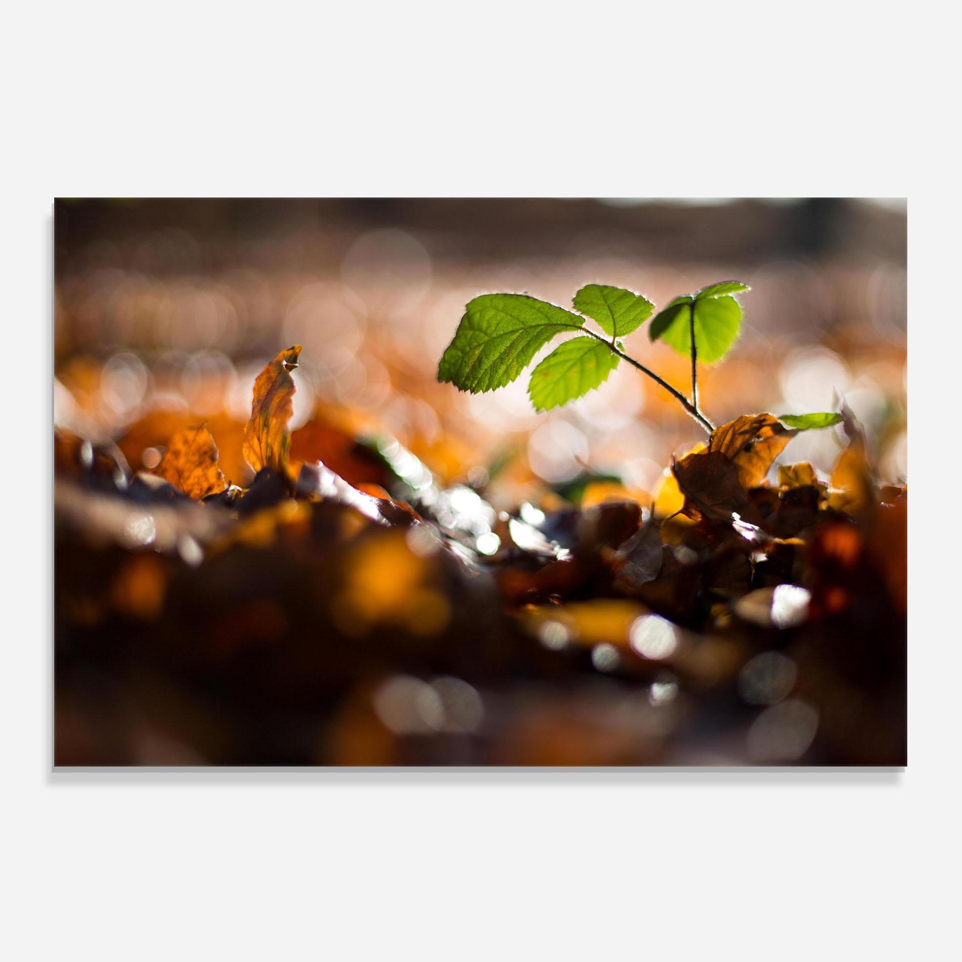 Küchenrückwand Glas Green Leaf Autumn mockup 0