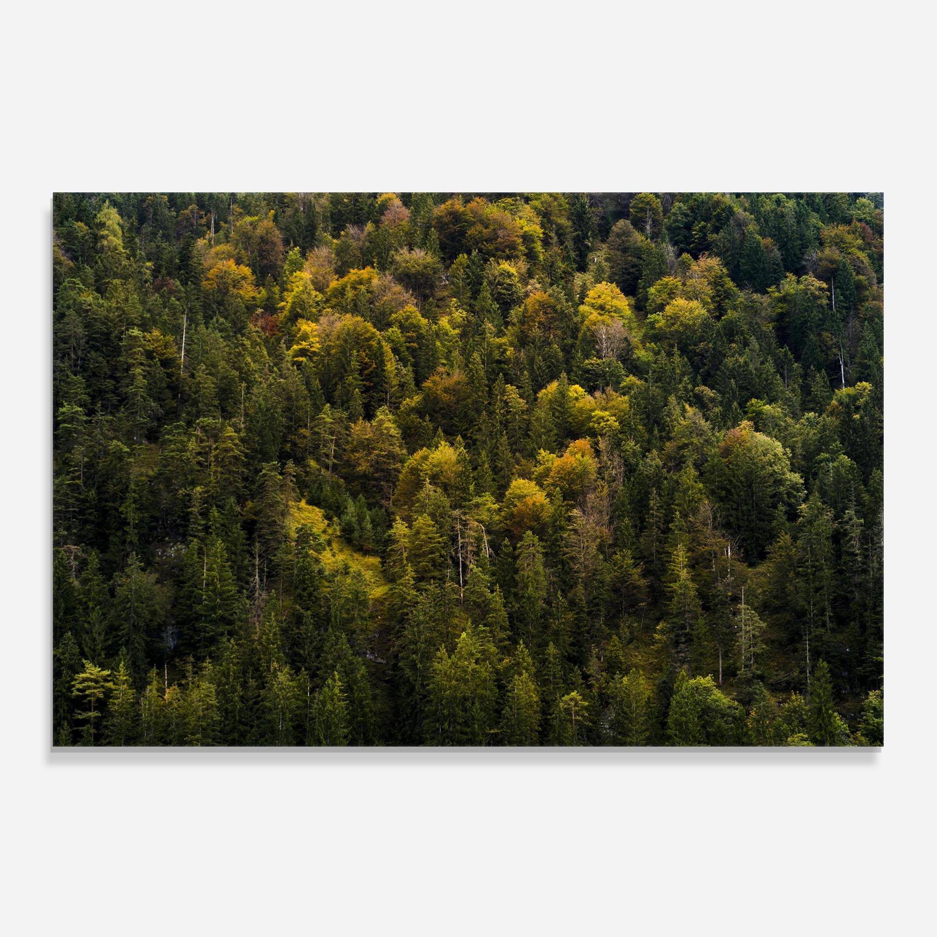 Küchenrückwand Glas Green Shade Tree mockup 0