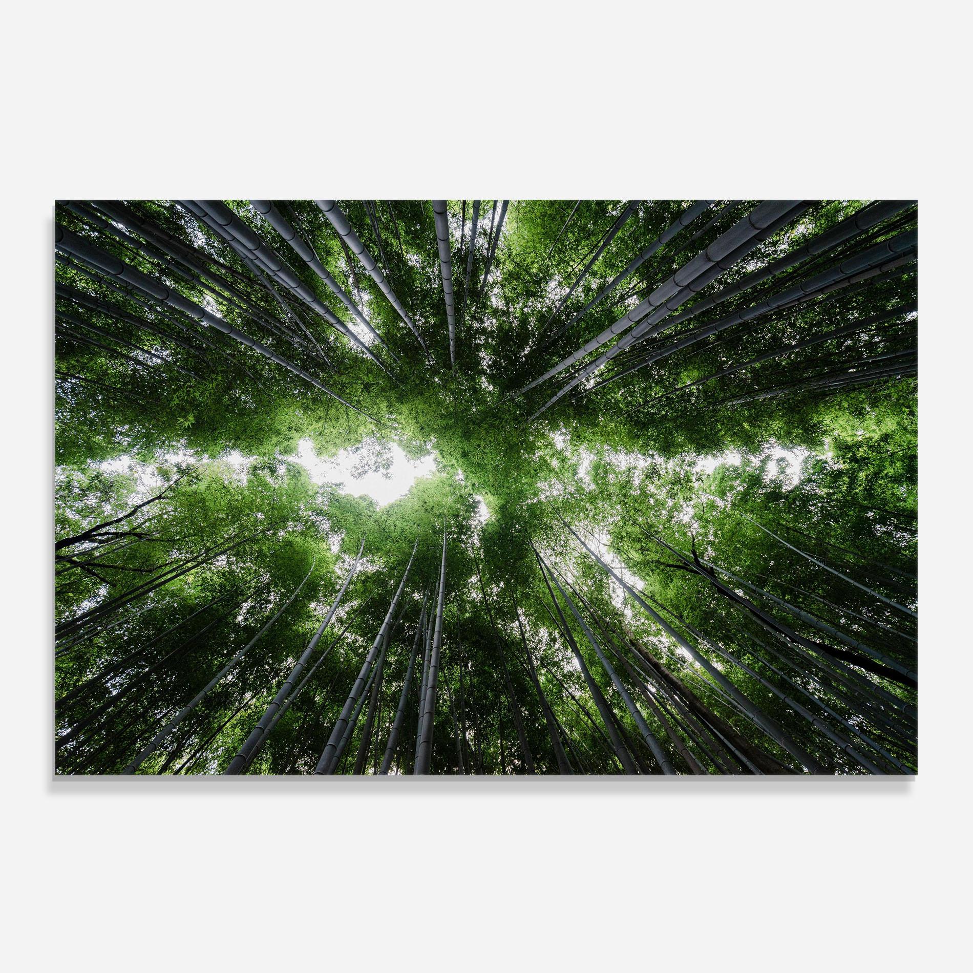 Küchenrückwand Glas Green Trees Forest mockup 0