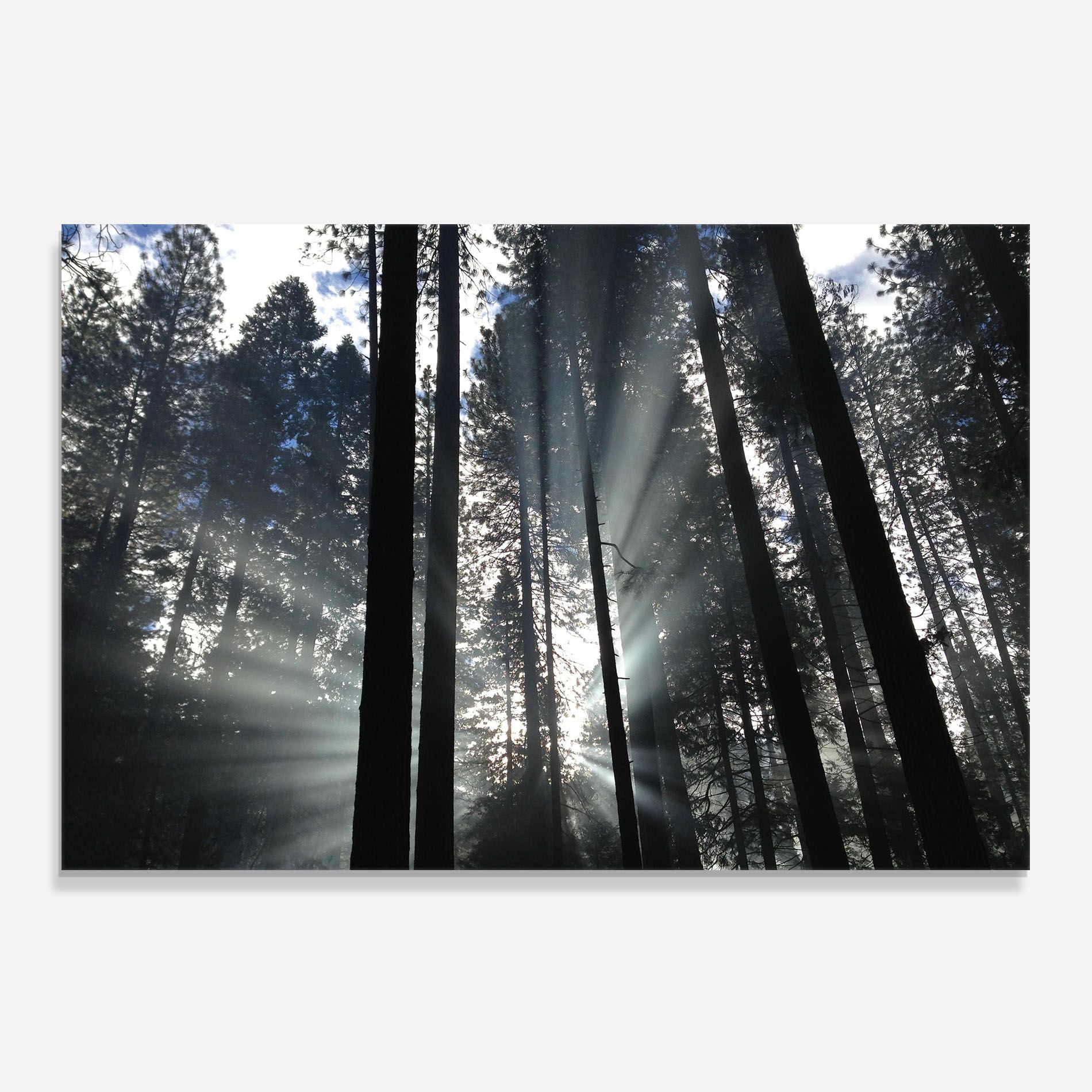 Morning Light Forest mockup 0