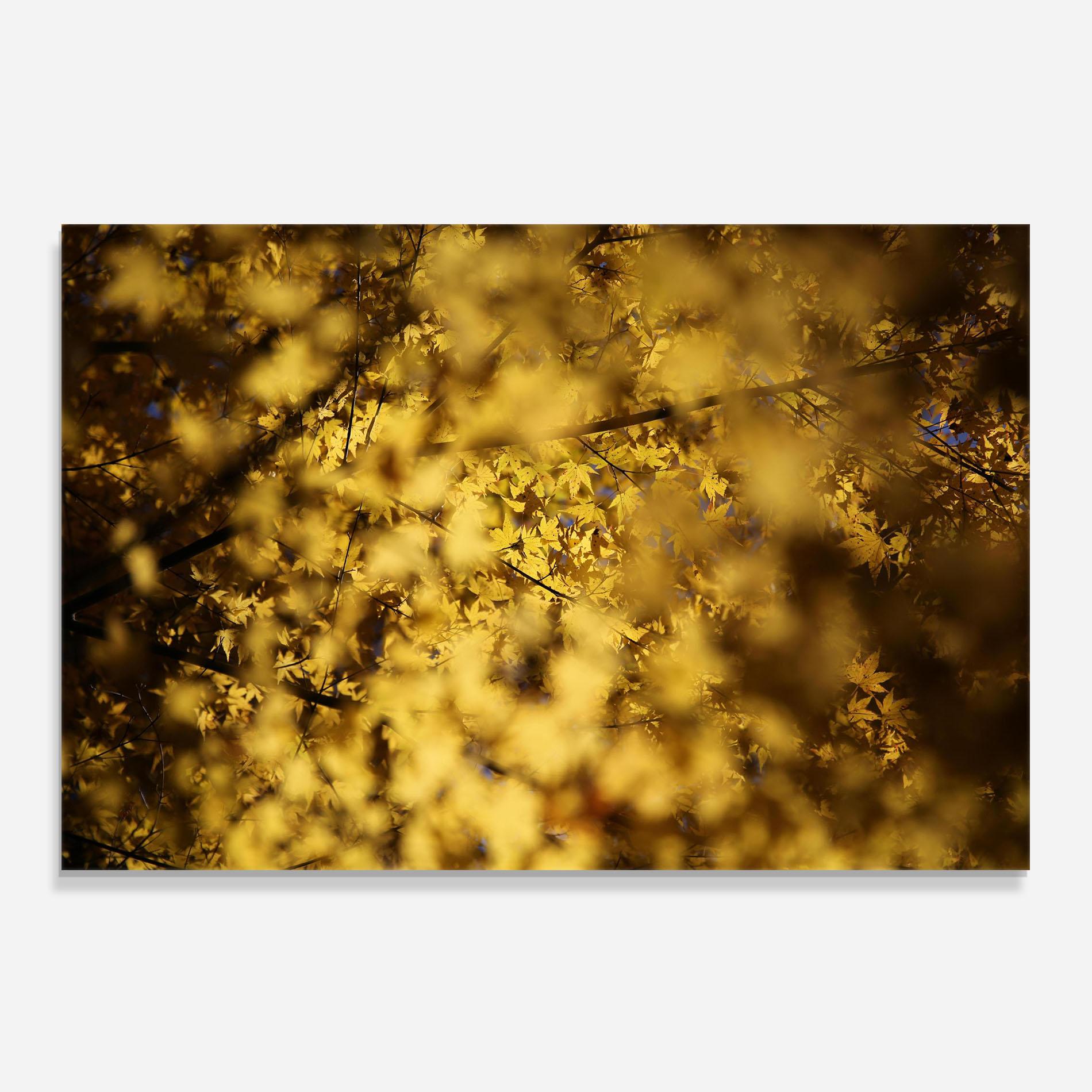 Küchenrückwand Glas Yellow Leaf Forest mockup 0