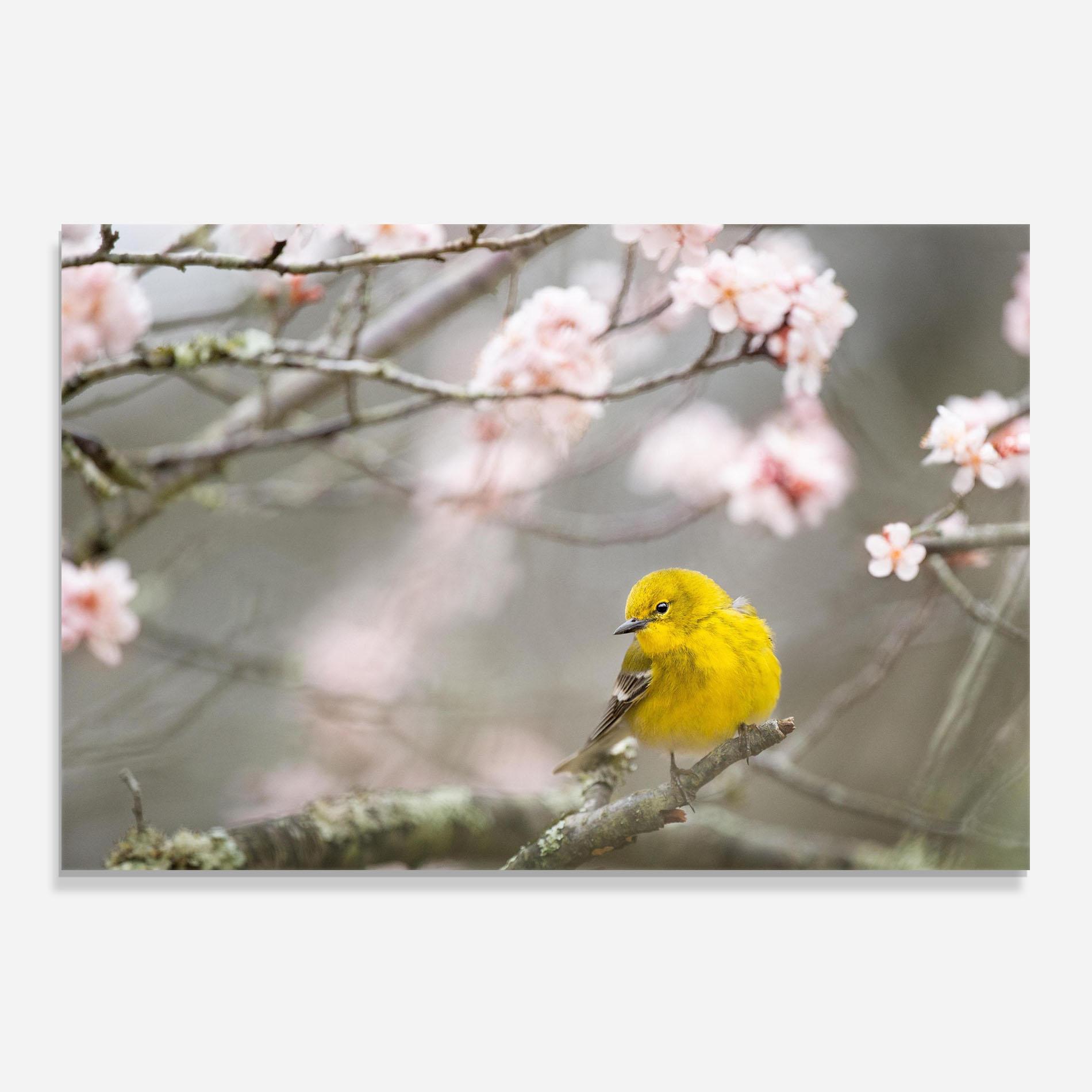 Küchenrückwand Glas Pretty Spring Yellow Bird mockup 0