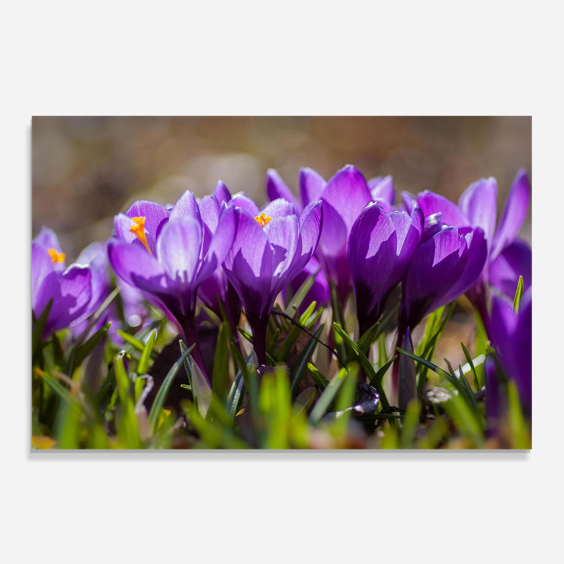 Küchenrückwand Glas Purple Spring Flower mockup 0