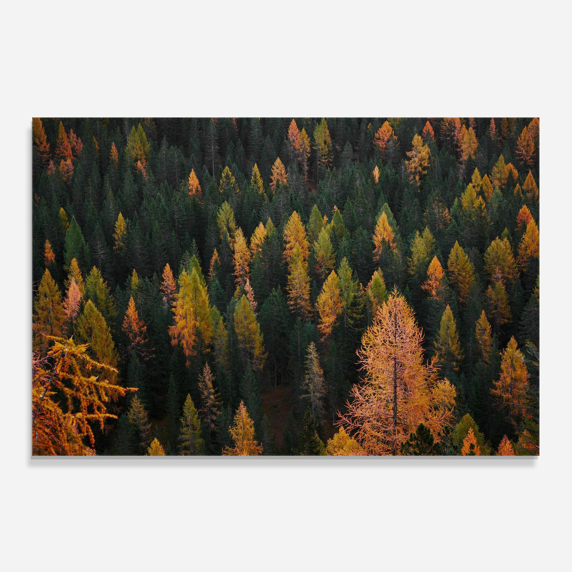 Küchenrückwand Glas Orange Trees mockup 0