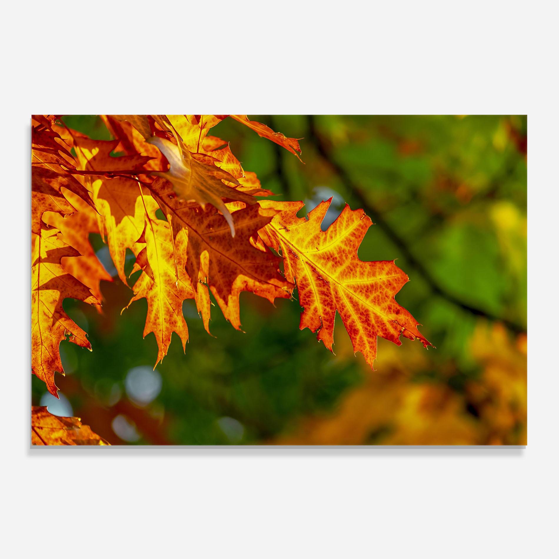 Küchenrückwand Glas Orange Yellow Leaves mockup 0