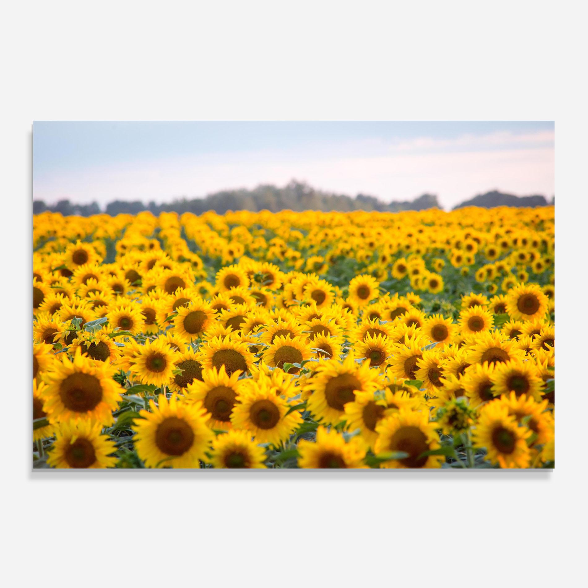 Küchenrückwand Glas Blooming Sunflowers mockup 0