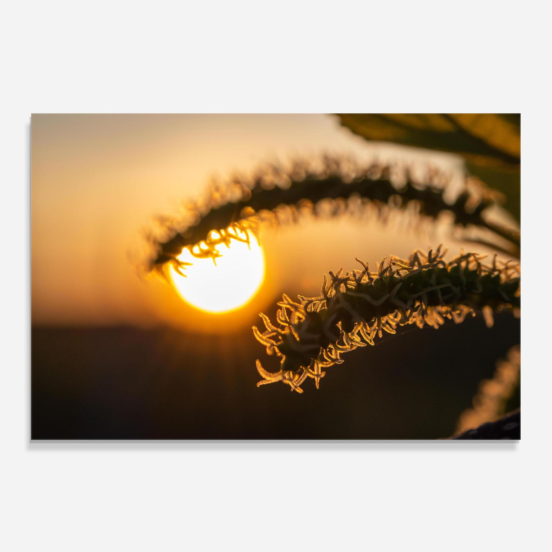 Küchenrückwand Glas Plant Shilouette mockup 0