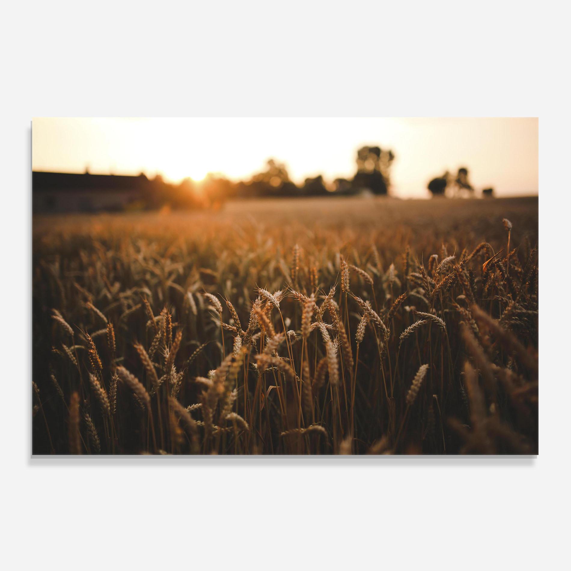 Küchenrückwand Glas Summer Field mockup 0