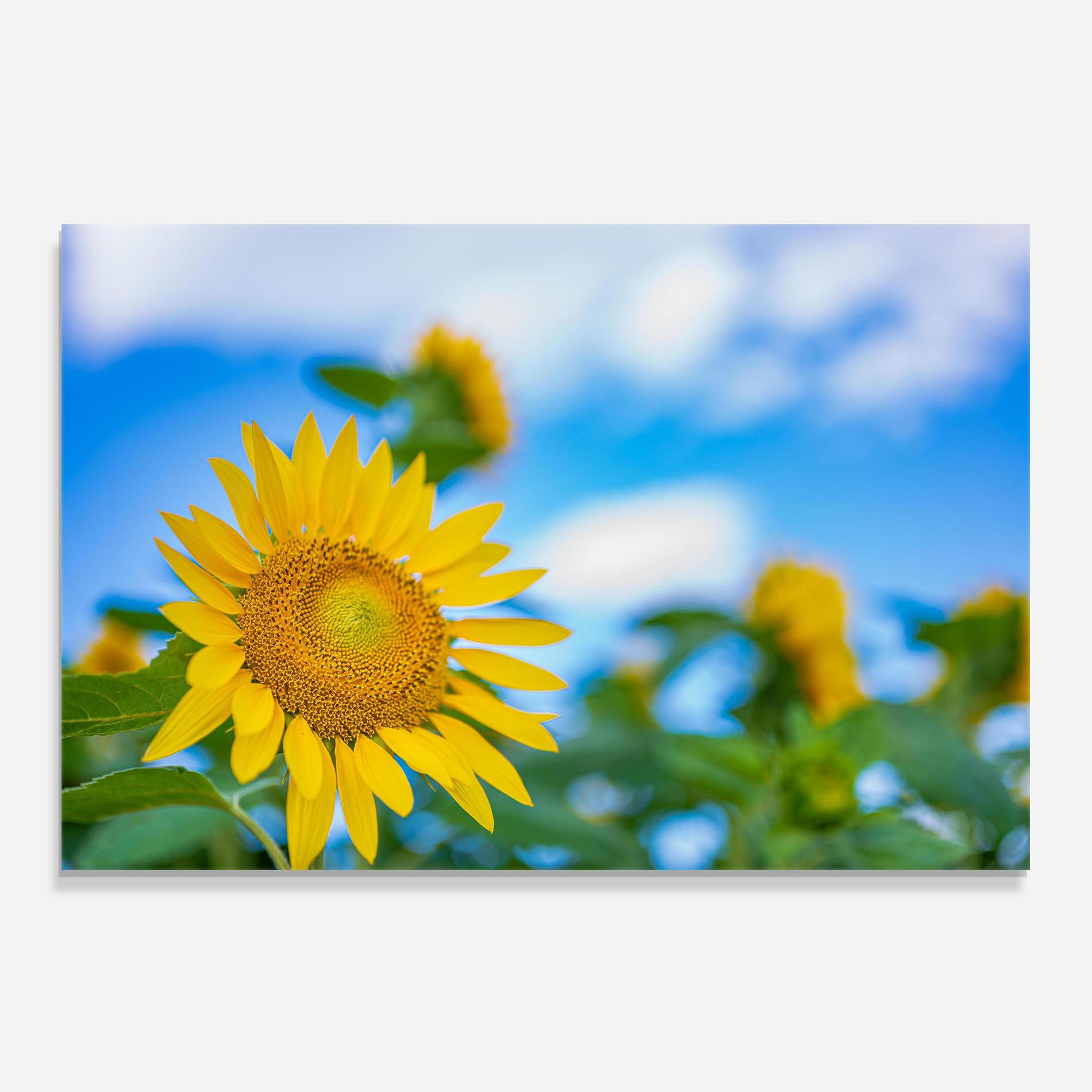 Küchenrückwand Glas Sunflower Sky mockup 0