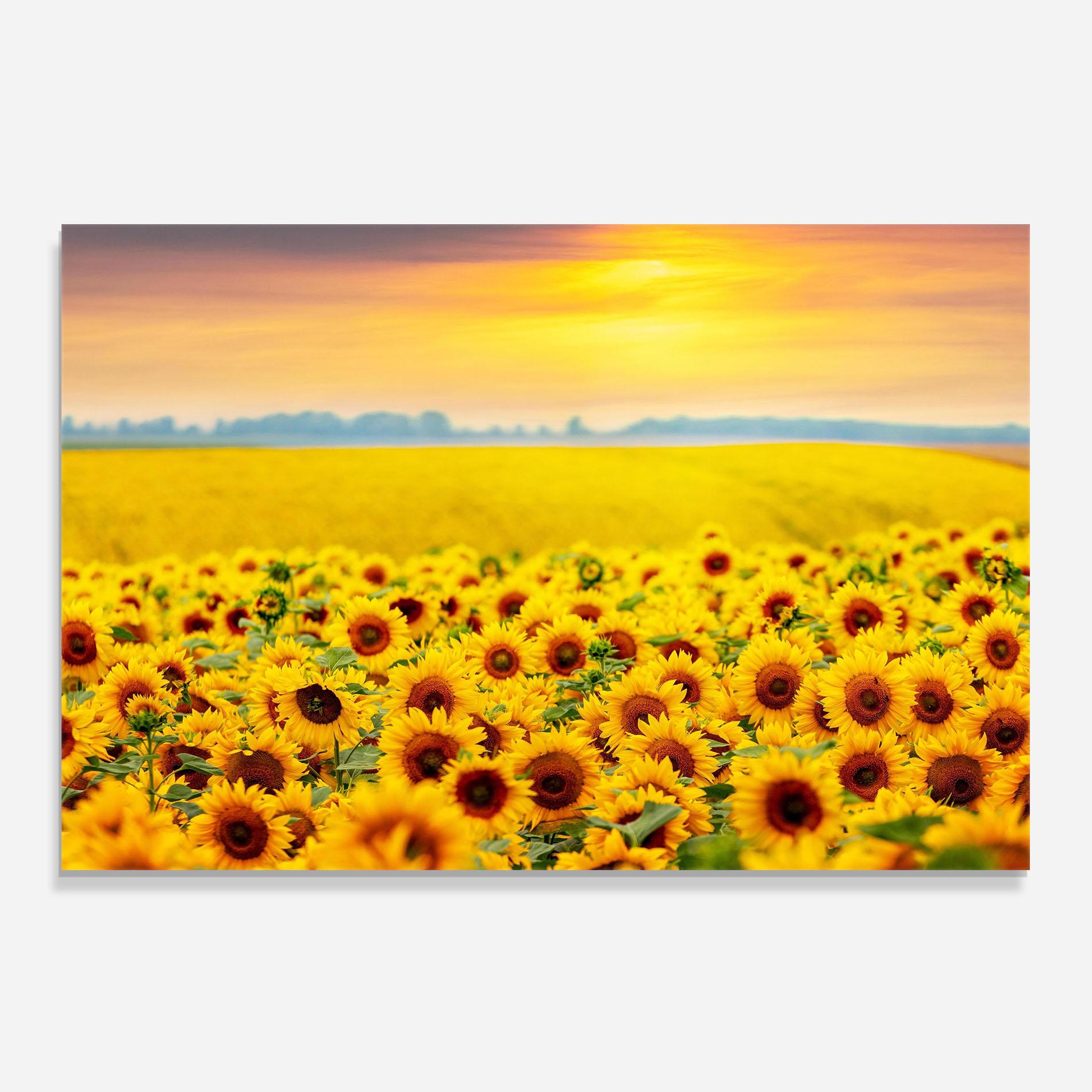 Küchenrückwand Glas Yellow Sunflowers mockup 0