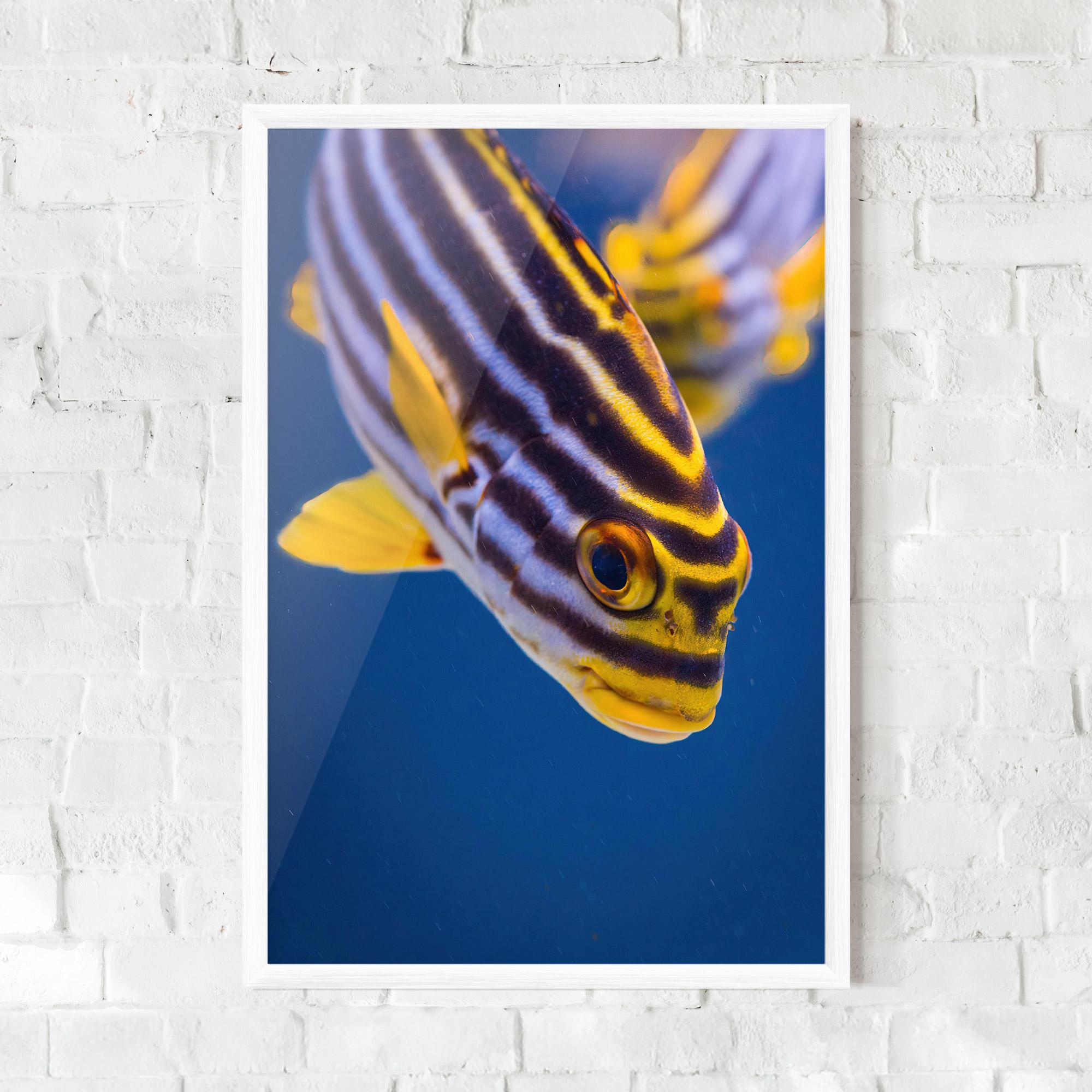 Gerahmte Poster Purple Yellow Fish mockup 0