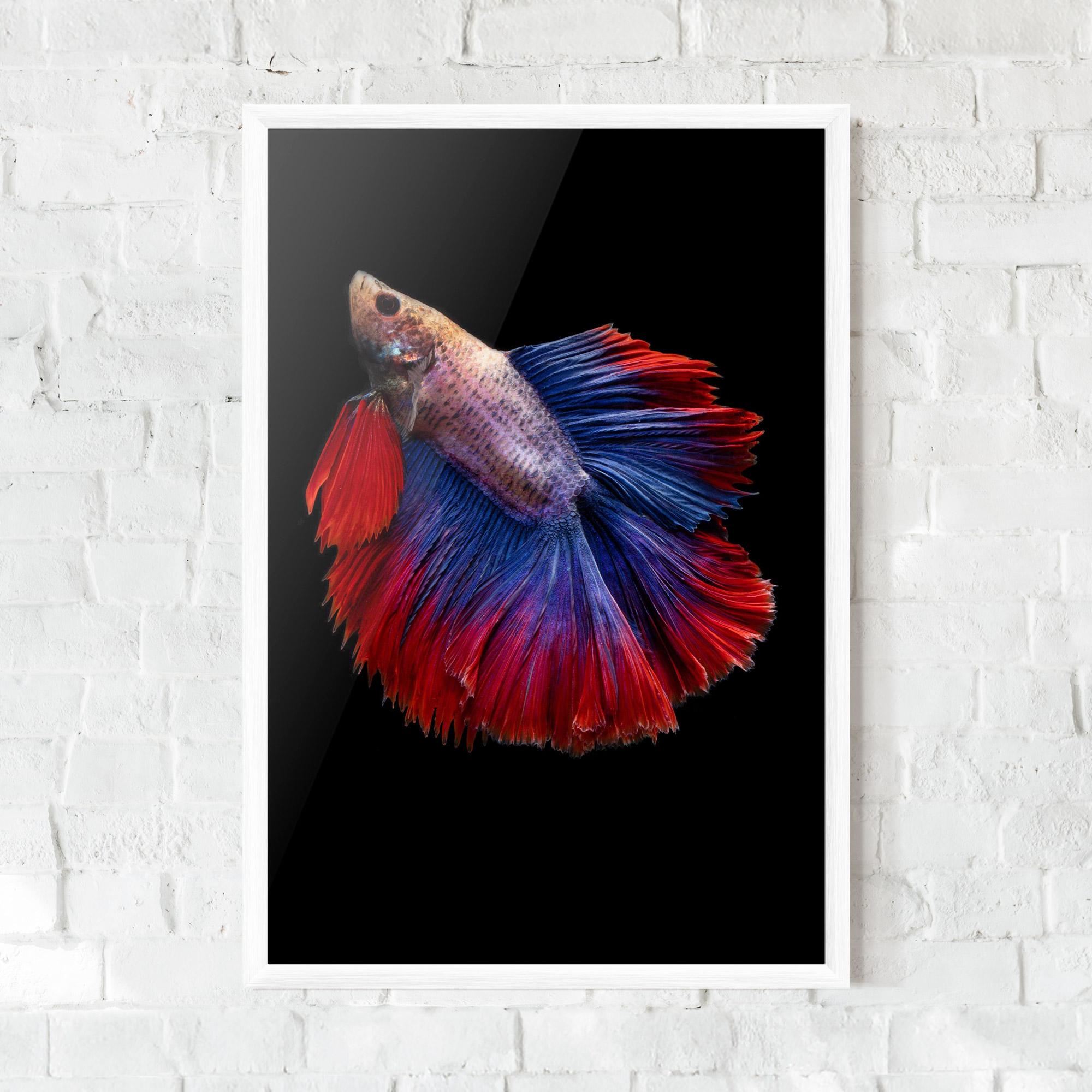Gerahmte Poster Red Blue Betta mockup 0