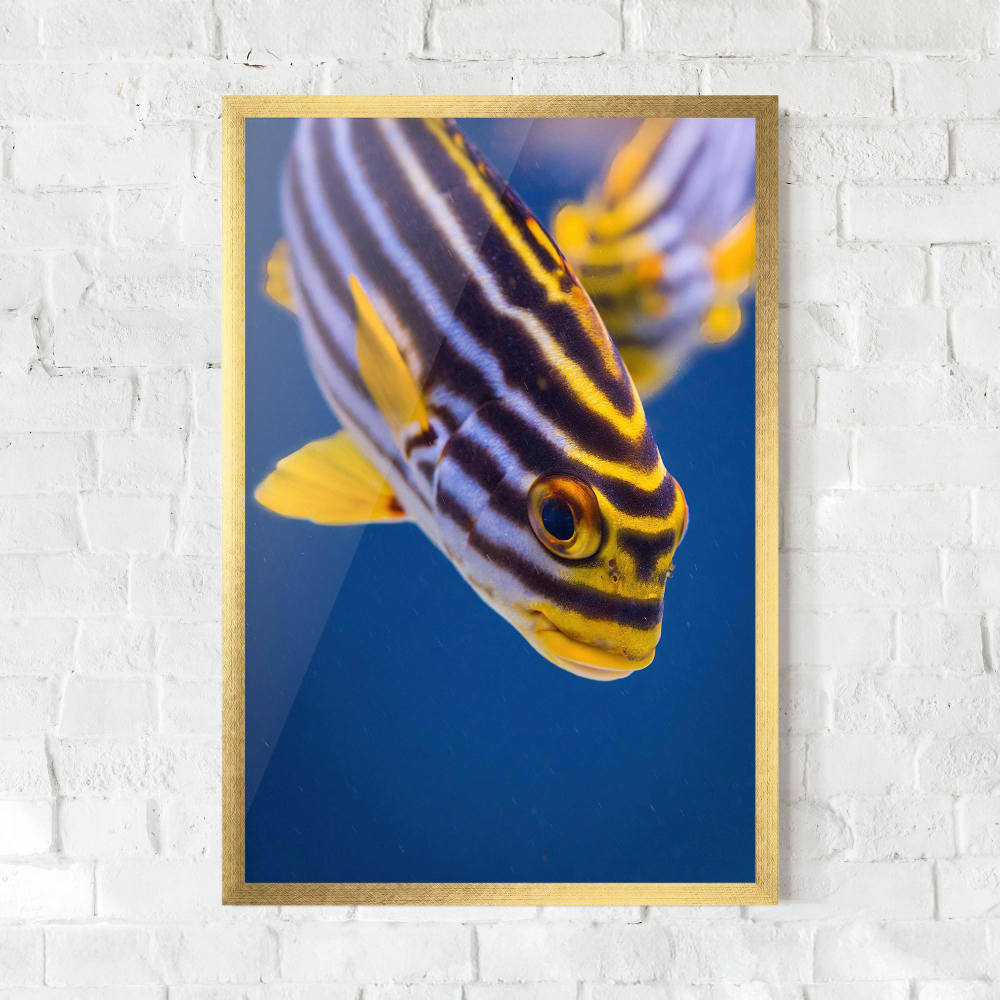 Gerahmte Poster Purple Yellow Fish mockup 0
