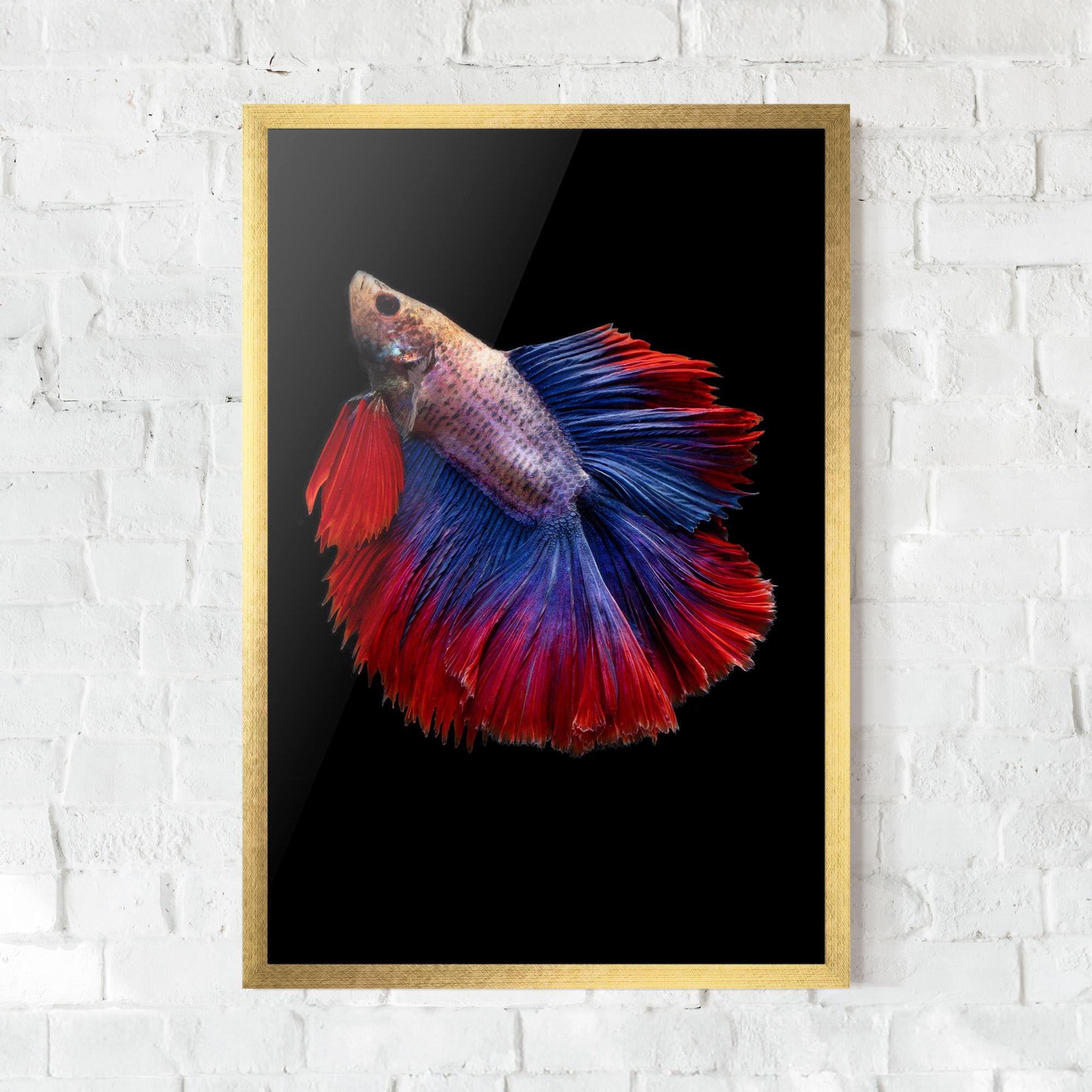 Gerahmte Poster Red Blue Betta mockup 0