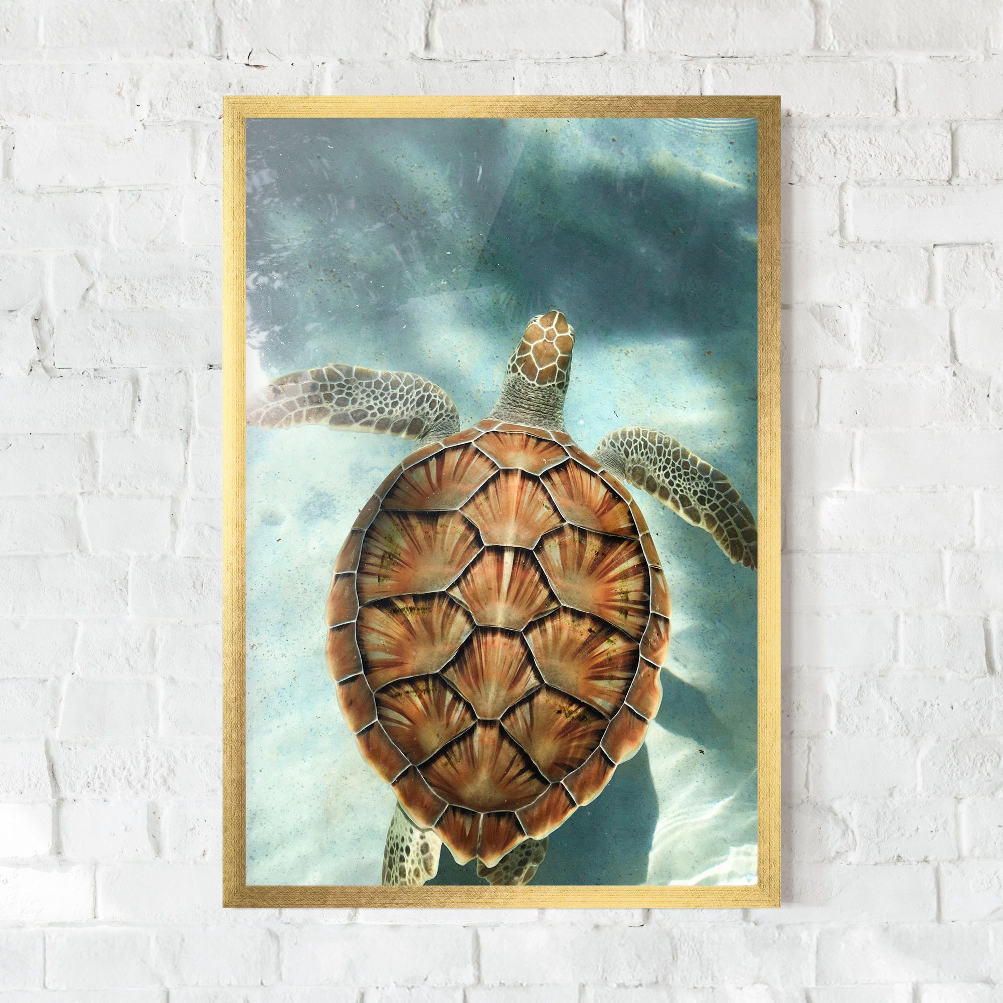 Water Tortoise mockup 0