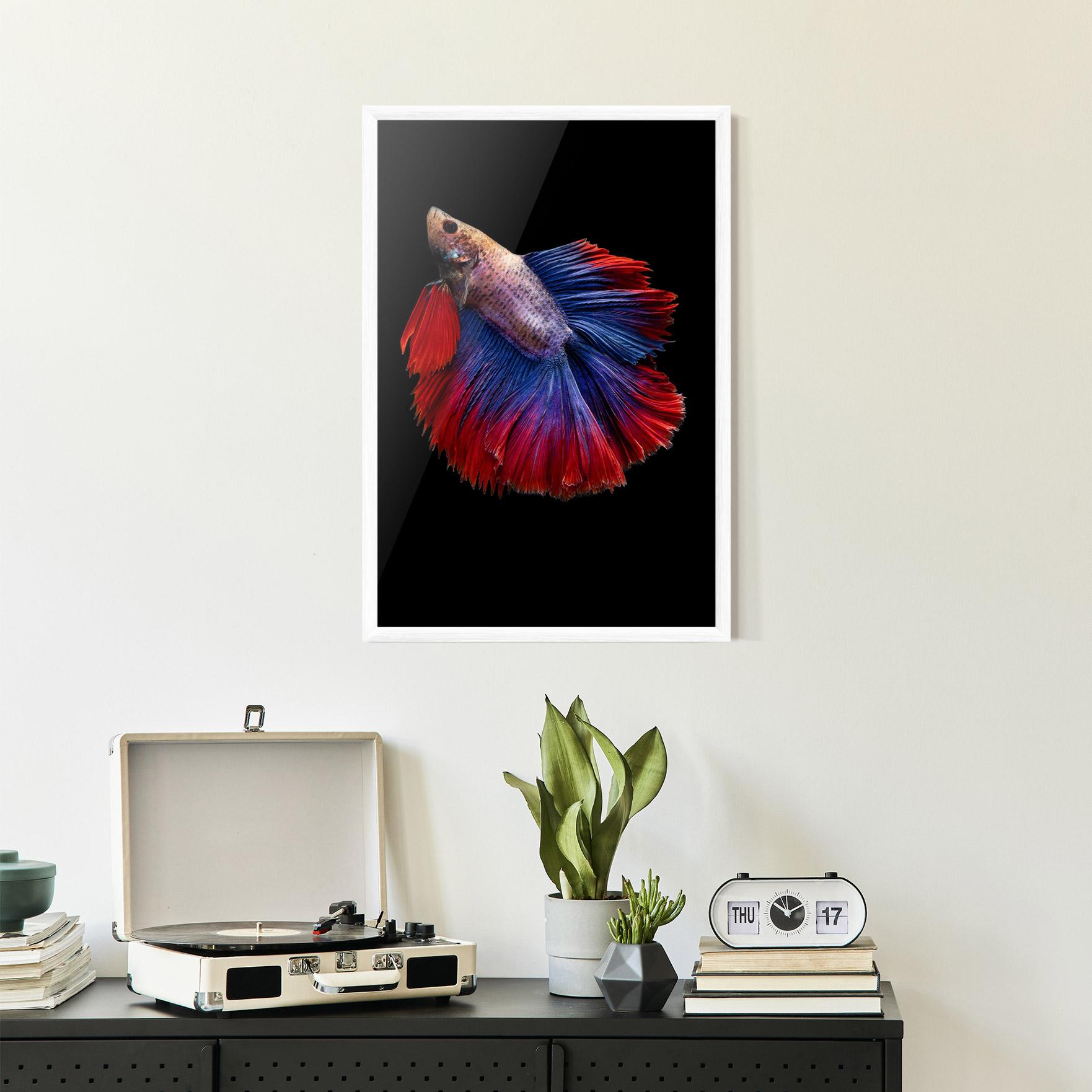 Gerahmte Poster Red Blue Betta mockup 2
