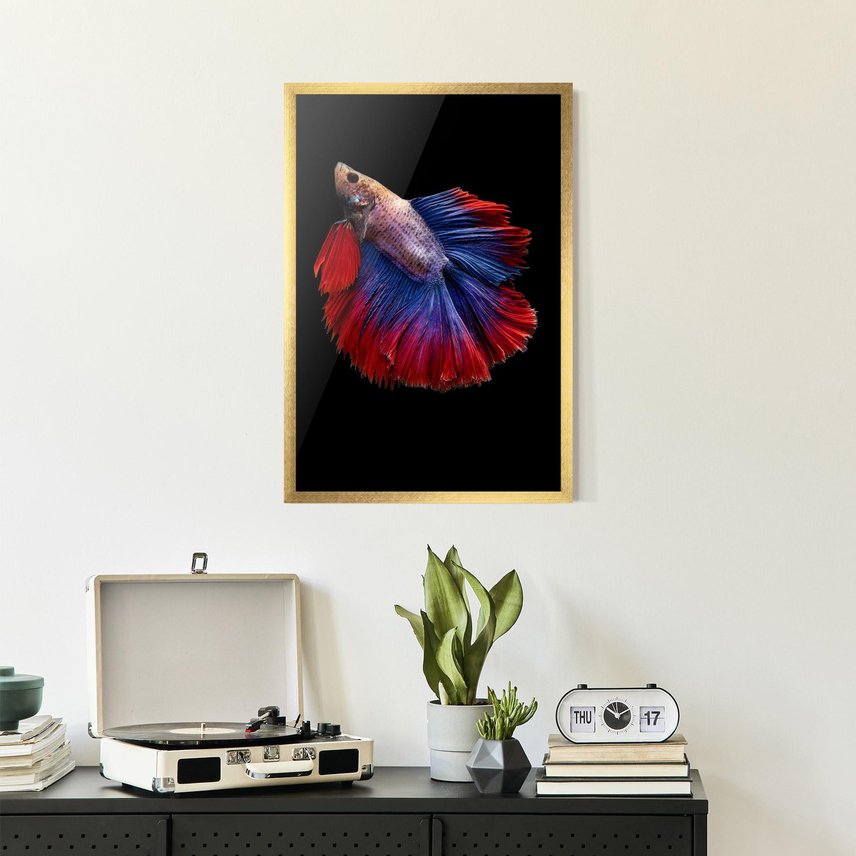 Gerahmte Poster Red Blue Betta mockup 2
