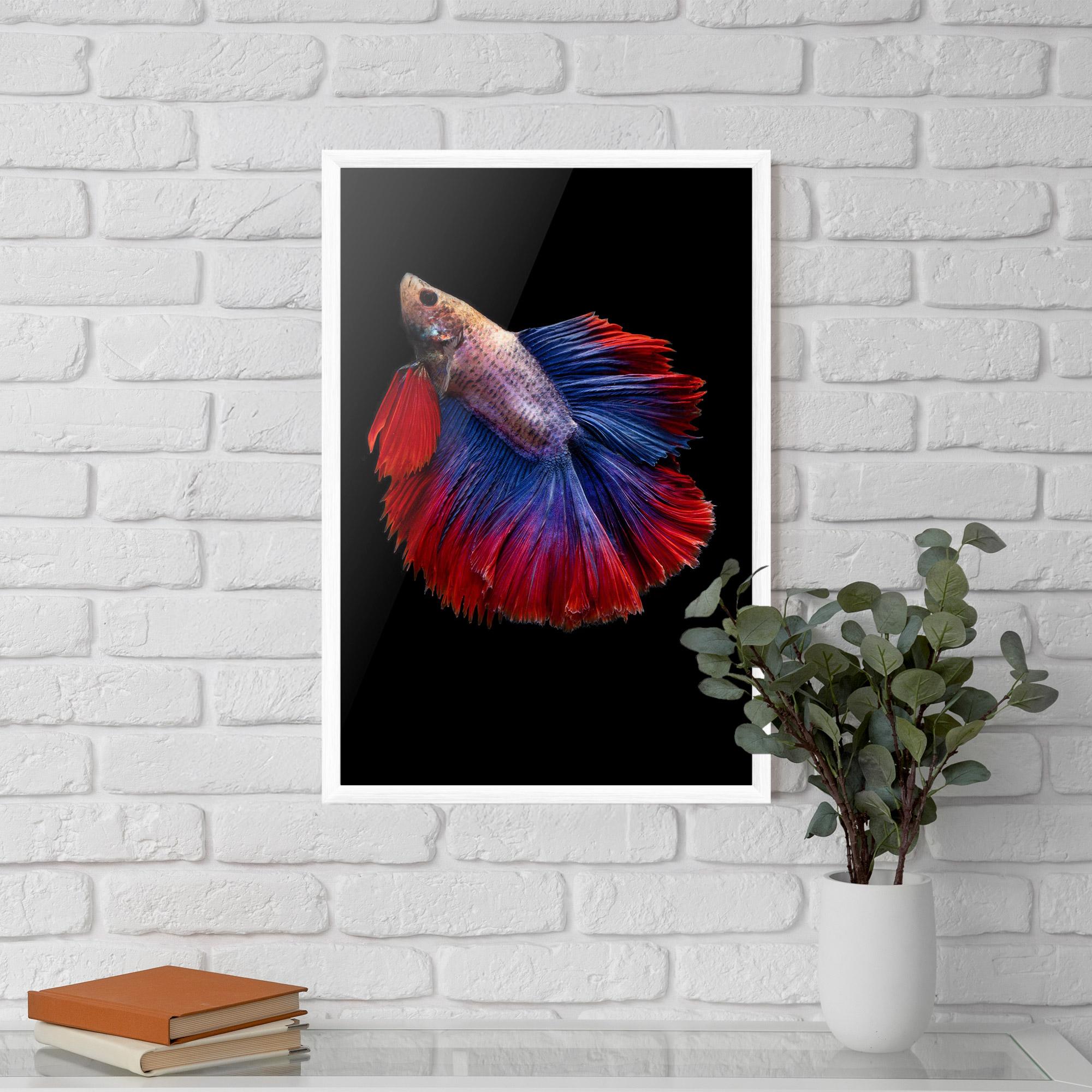 Gerahmte Poster Red Blue Betta mockup 5