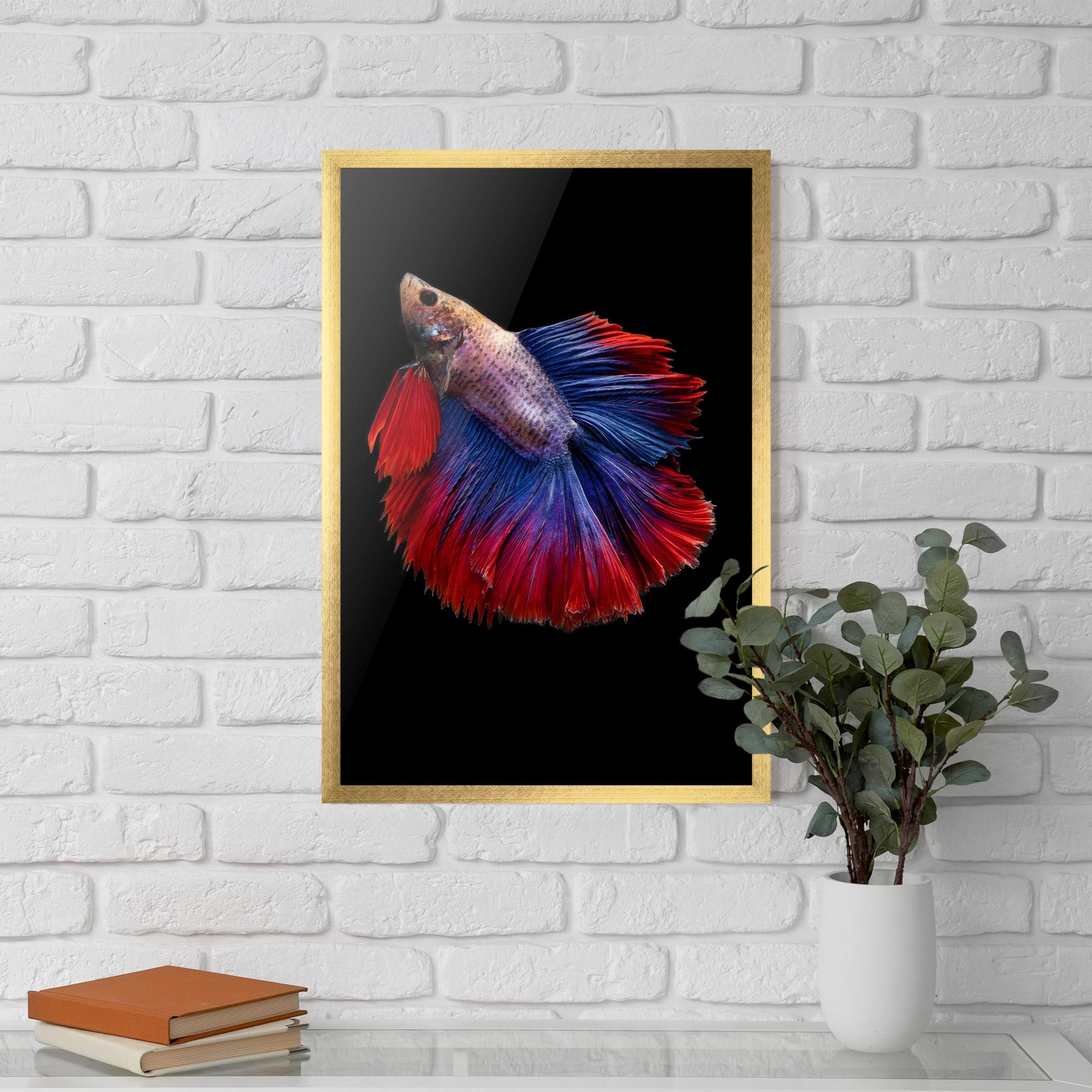 Gerahmte Poster Red Blue Betta mockup 5