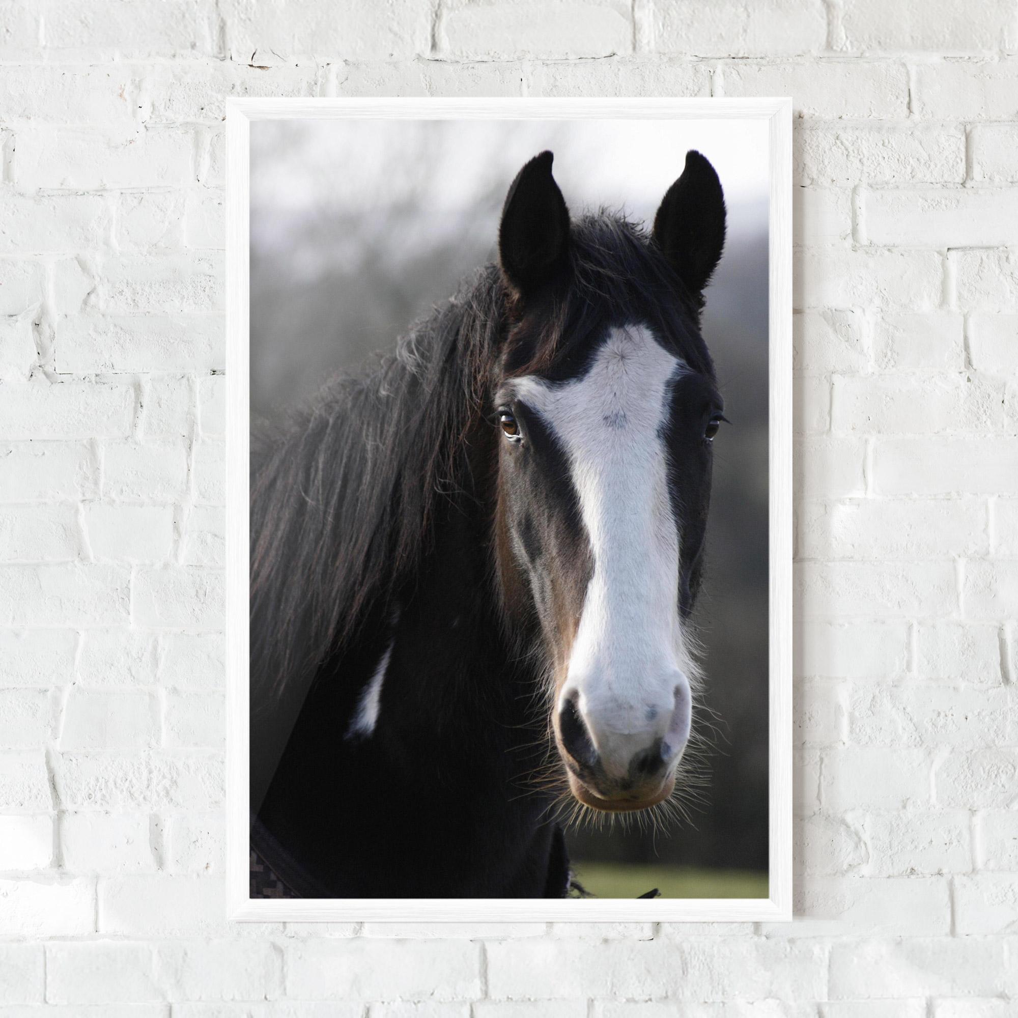 Gerahmte Poster Horse Black Portrait mockup 0