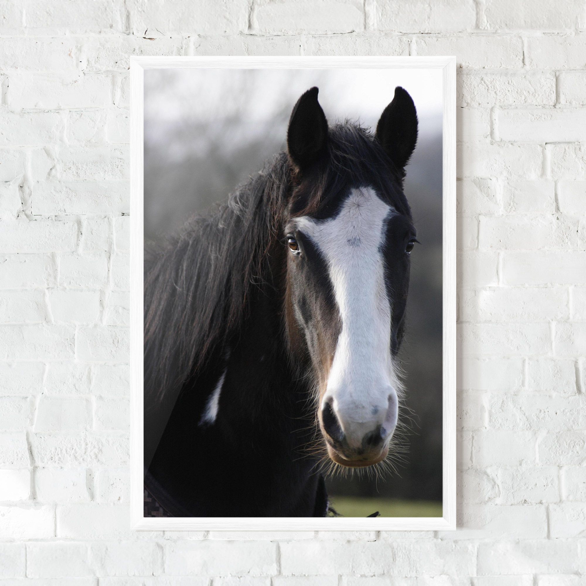 Horse Black Portrait mockup 0