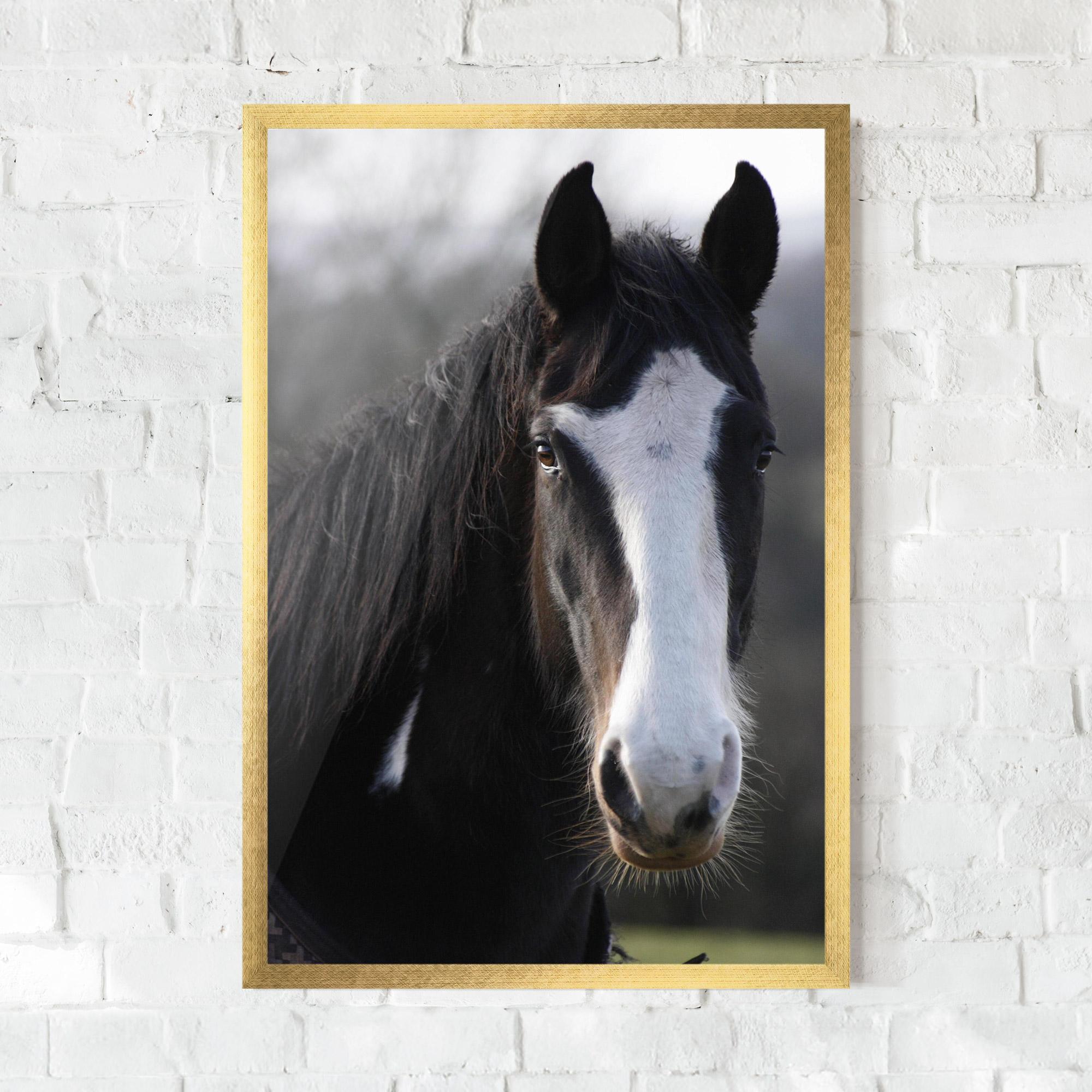 Gerahmte Poster Horse Black Portrait mockup 0