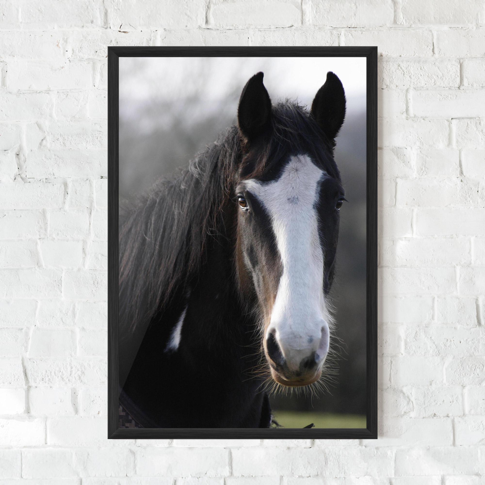 Gerahmte Poster Horse Black Portrait mockup 0