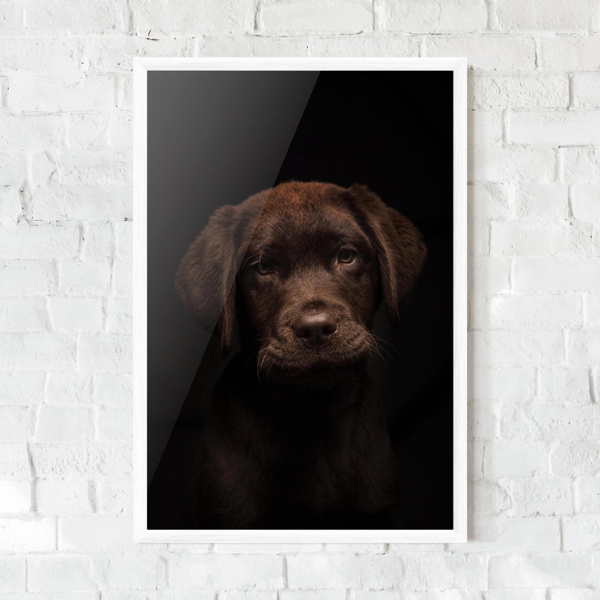 Gerahmte Poster Chocolate Labrador mockup 0