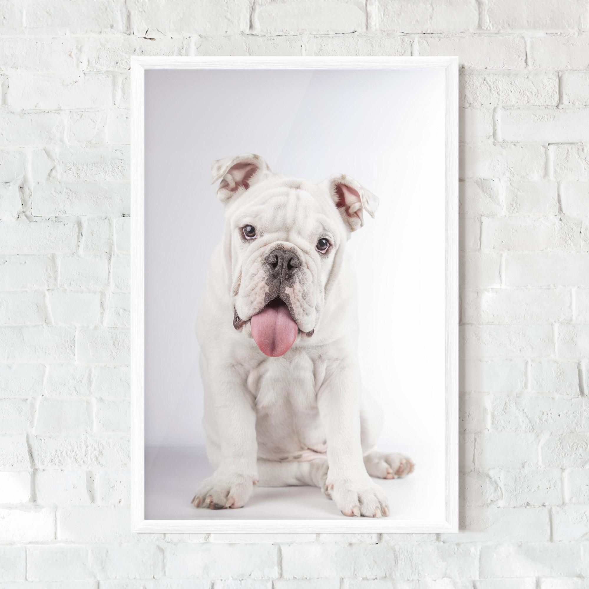 Gerahmte Poster English Bulldog mockup 0