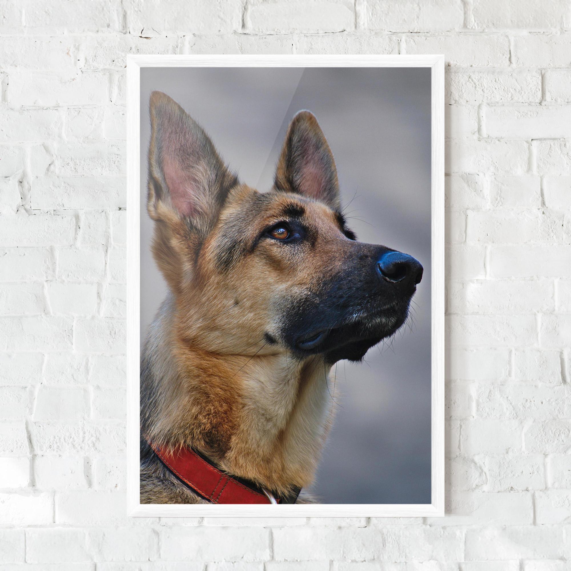 Gerahmte Poster German Shepherd mockup 0