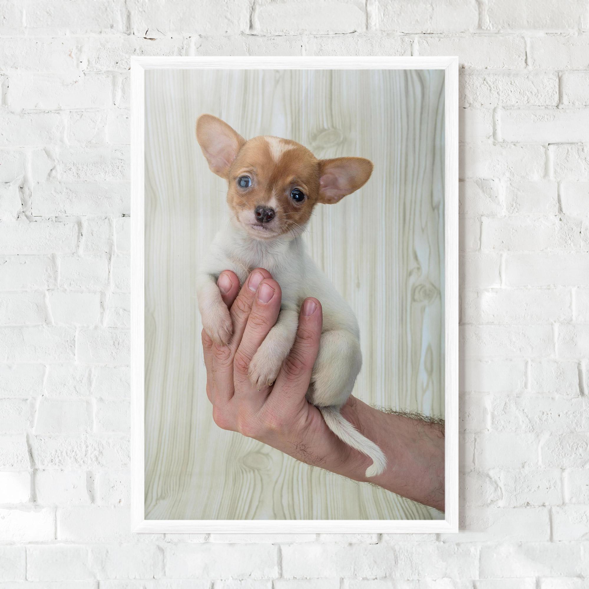 Gerahmte Poster Holding Chihuahua mockup 0