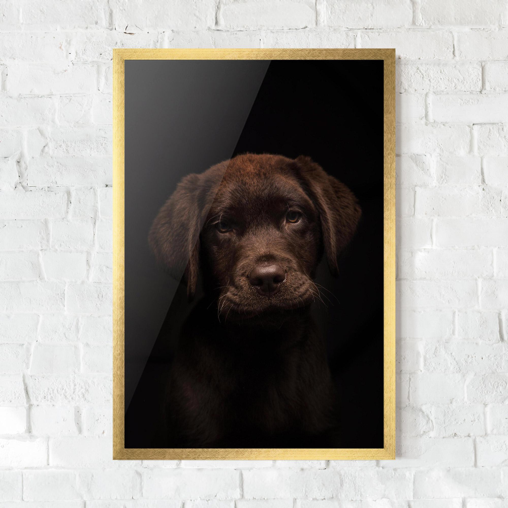 Gerahmte Poster Chocolate Labrador mockup 0