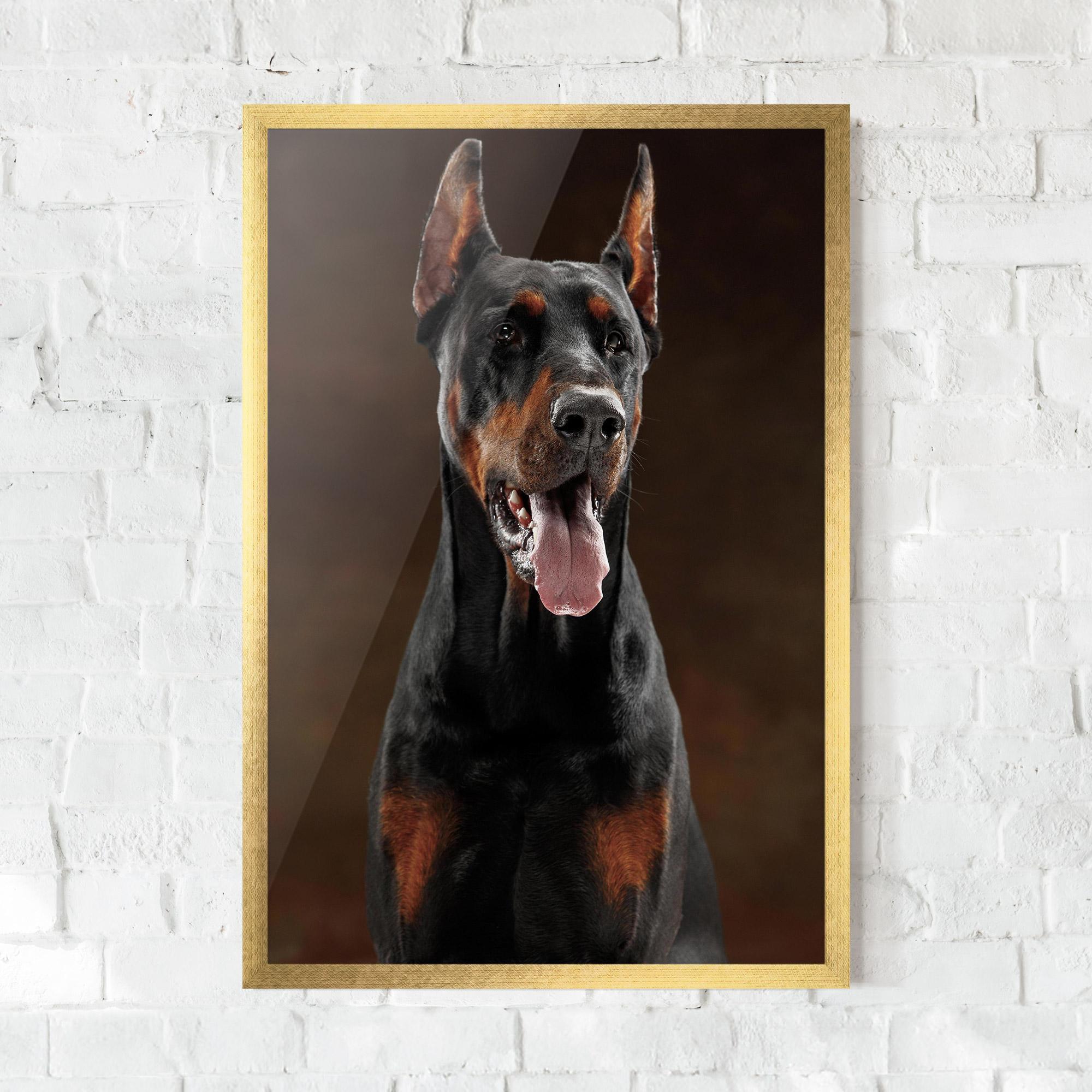 Gerahmte Poster Doberman Looking mockup 0