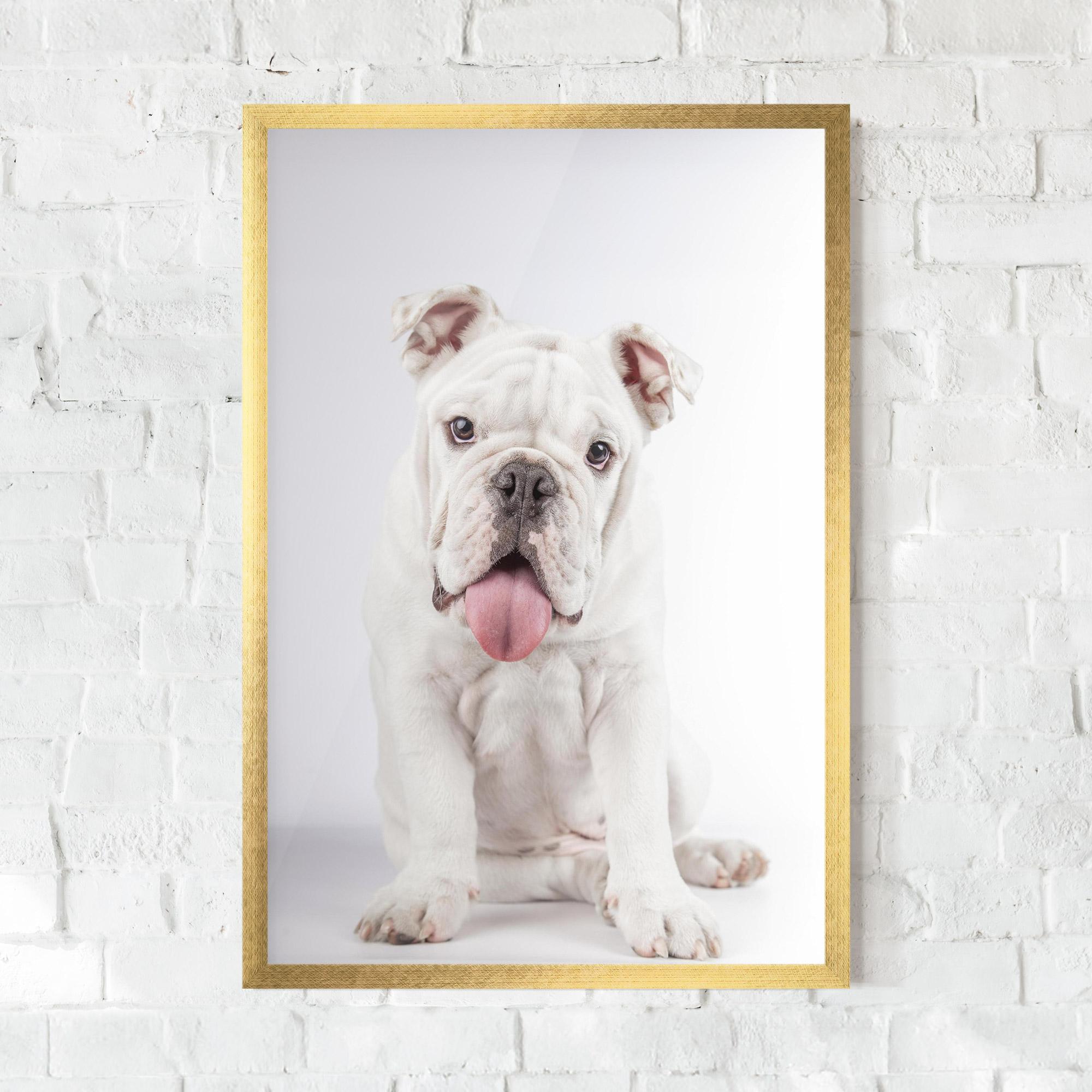 Gerahmte Poster English Bulldog mockup 0