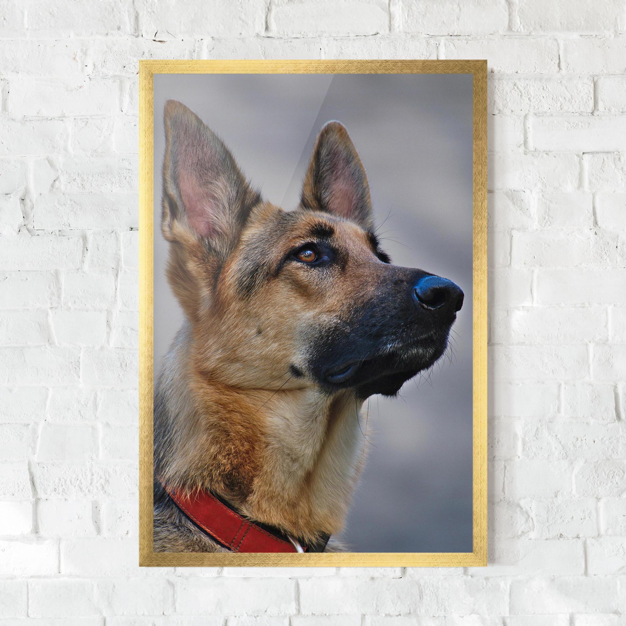 Gerahmte Poster German Shepherd mockup 0