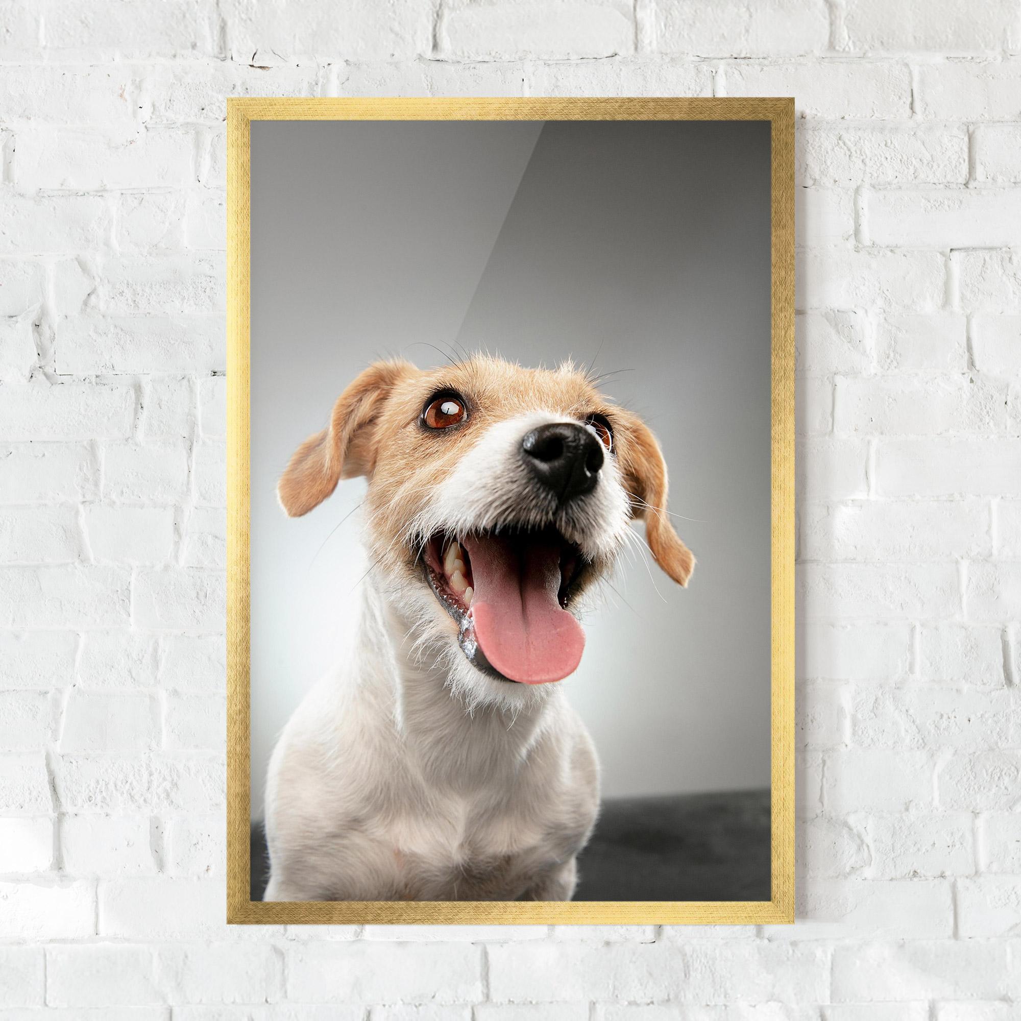Gerahmte Poster Jack Russell Terrier mockup 0