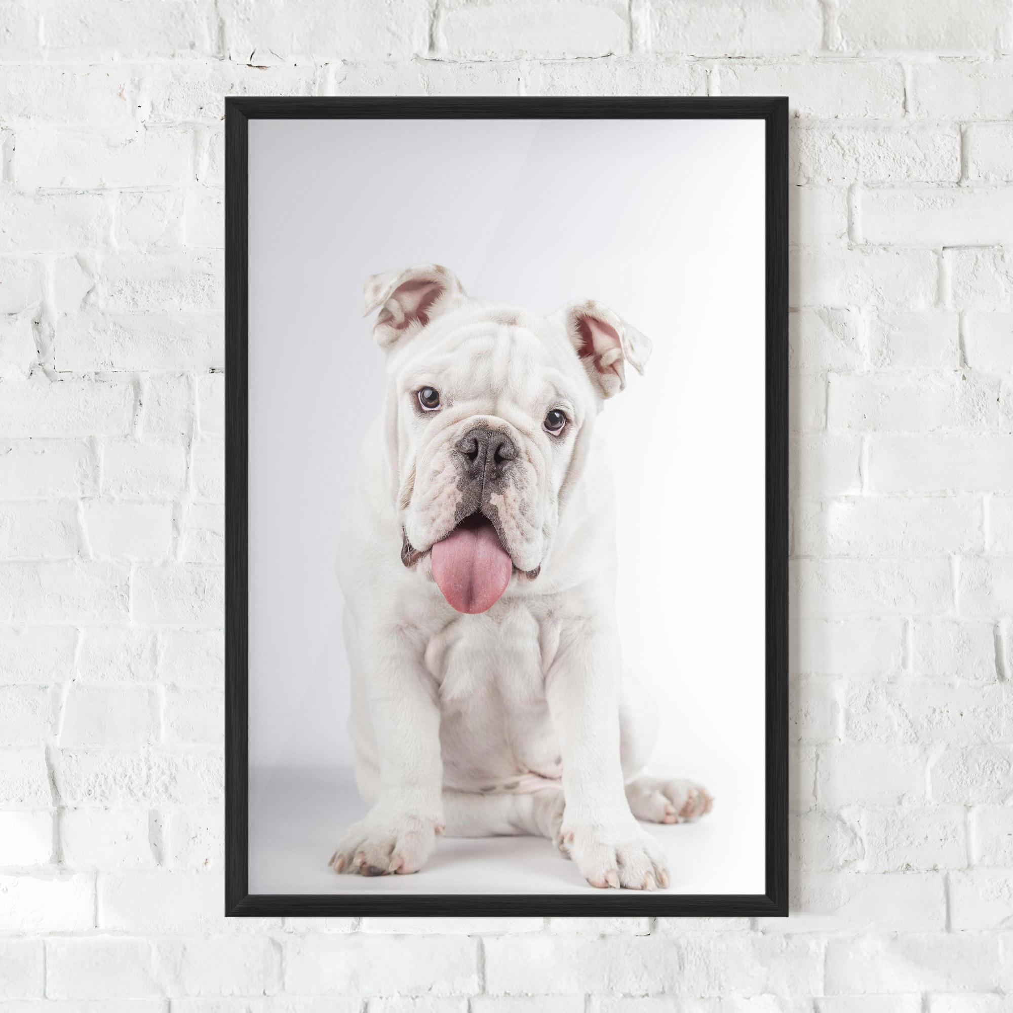 Gerahmte Poster English Bulldog mockup 0