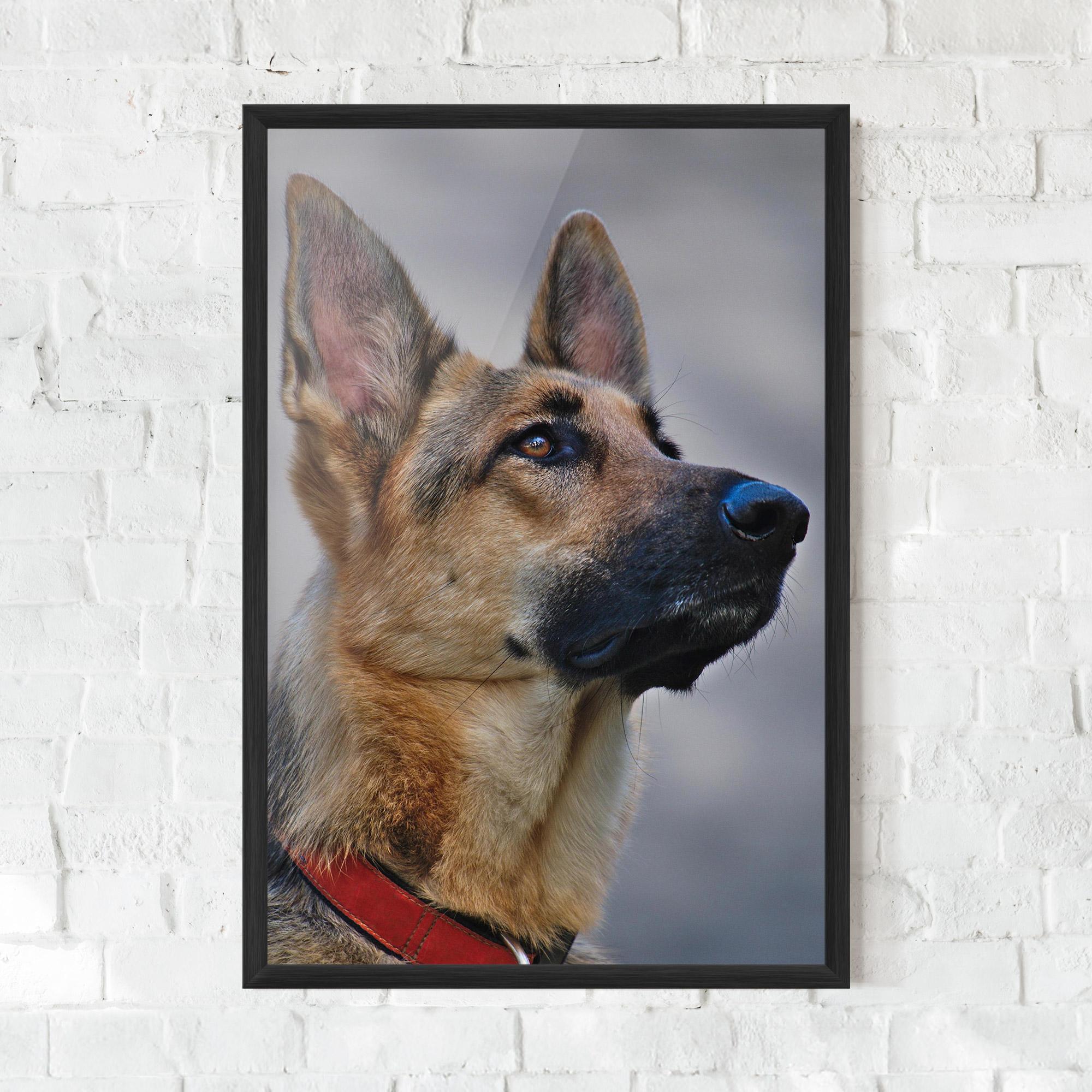 Gerahmte Poster German Shepherd mockup 0