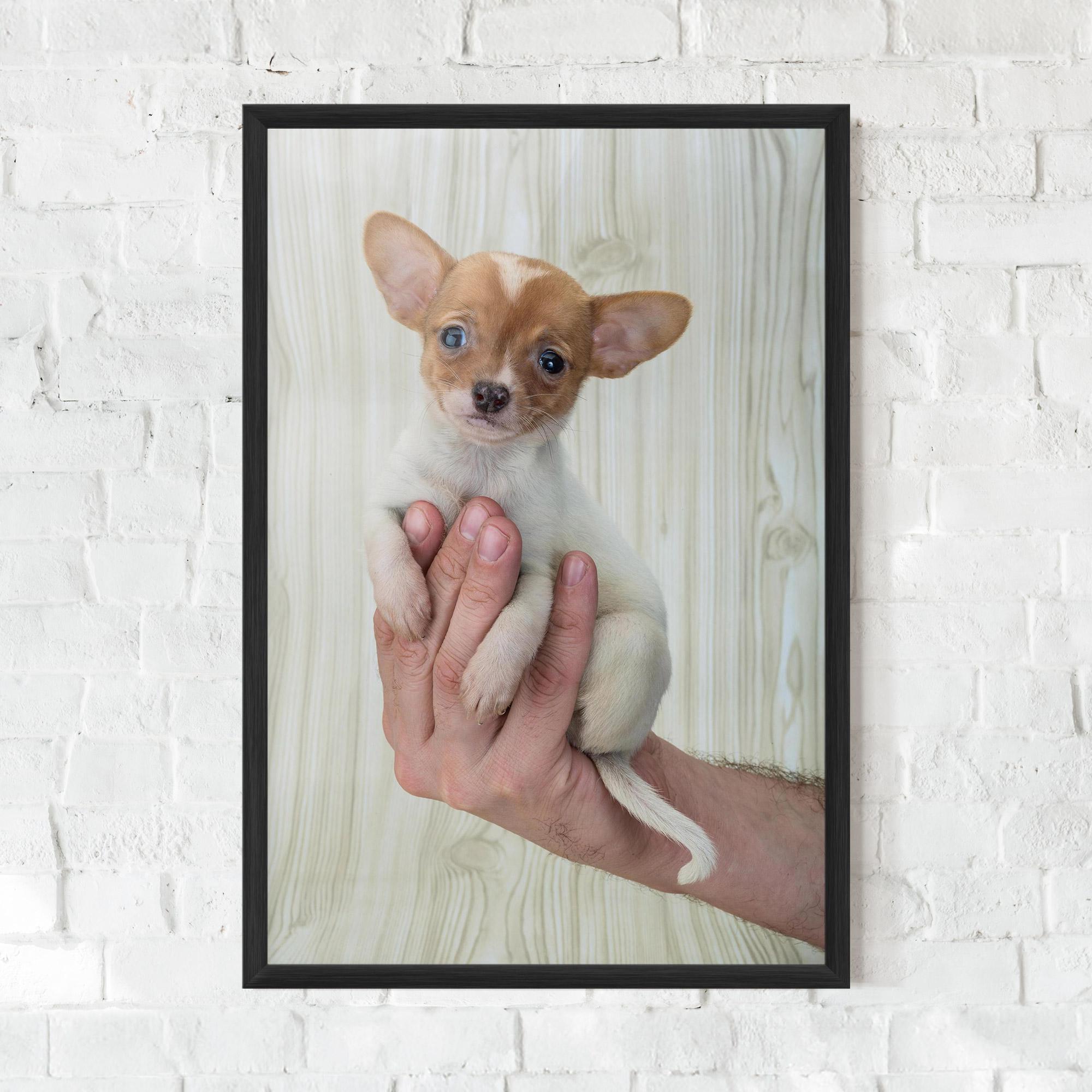 Gerahmte Poster Holding Chihuahua mockup 0