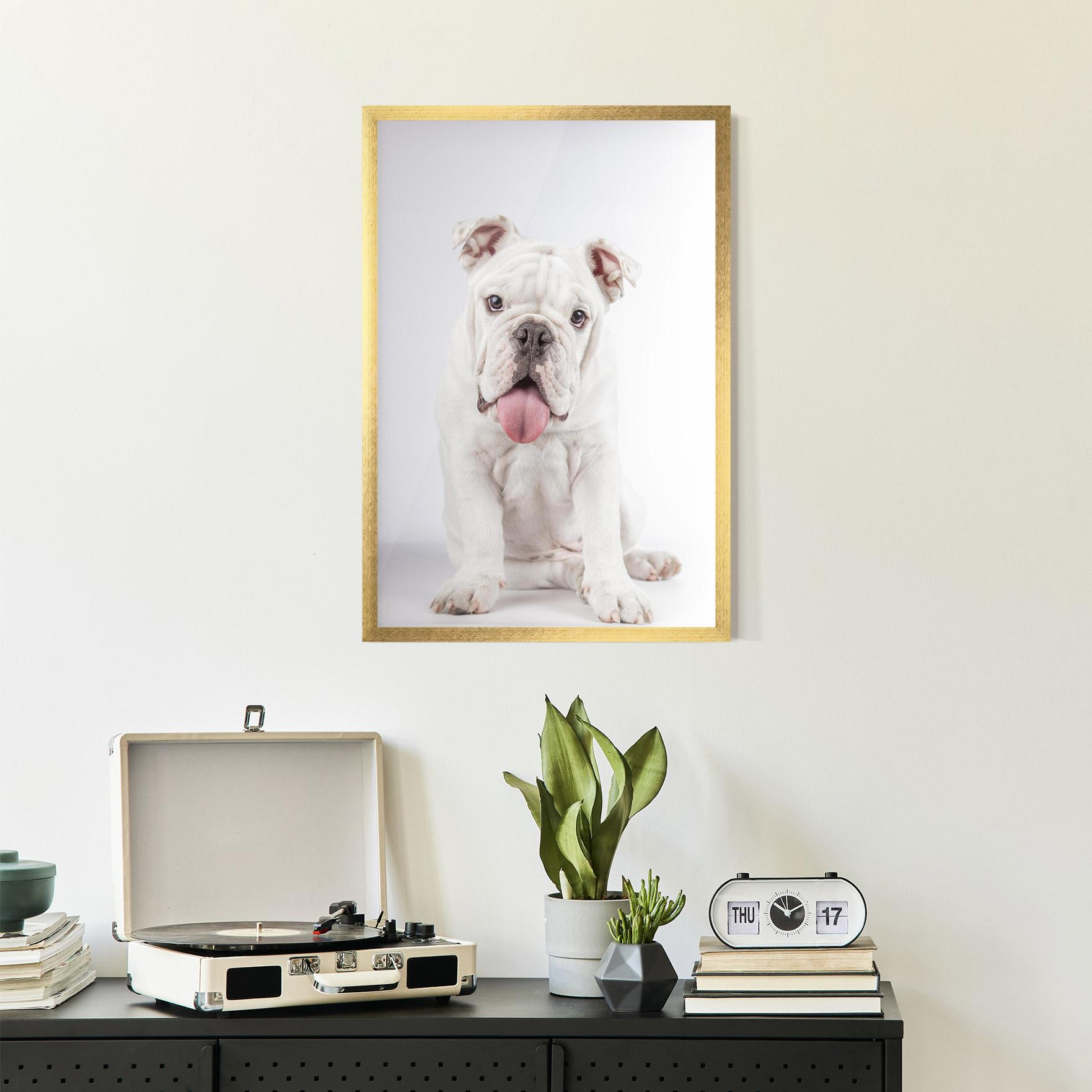 Gerahmte Poster English Bulldog mockup 2