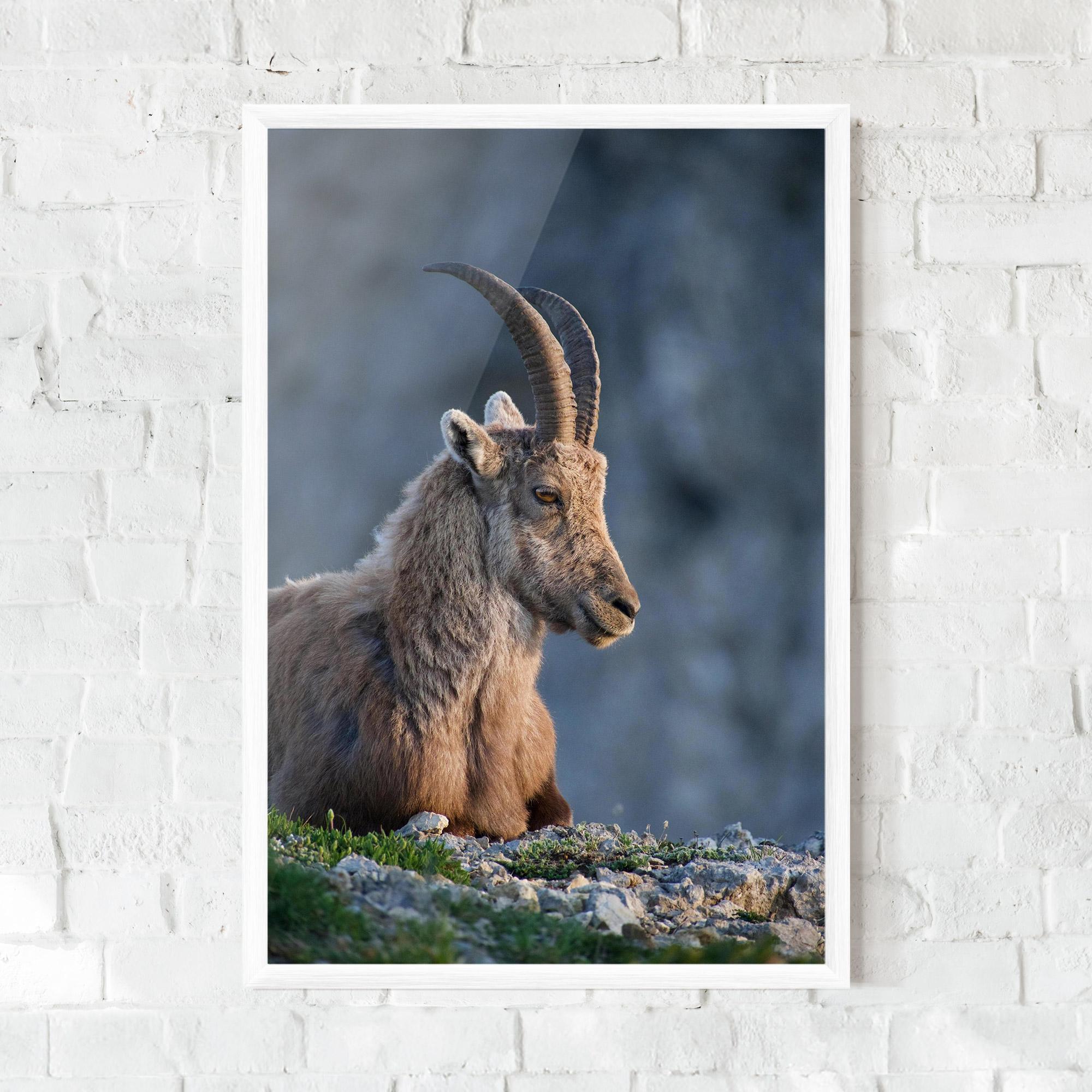 Gerahmte Poster Mountain Goat mockup 0