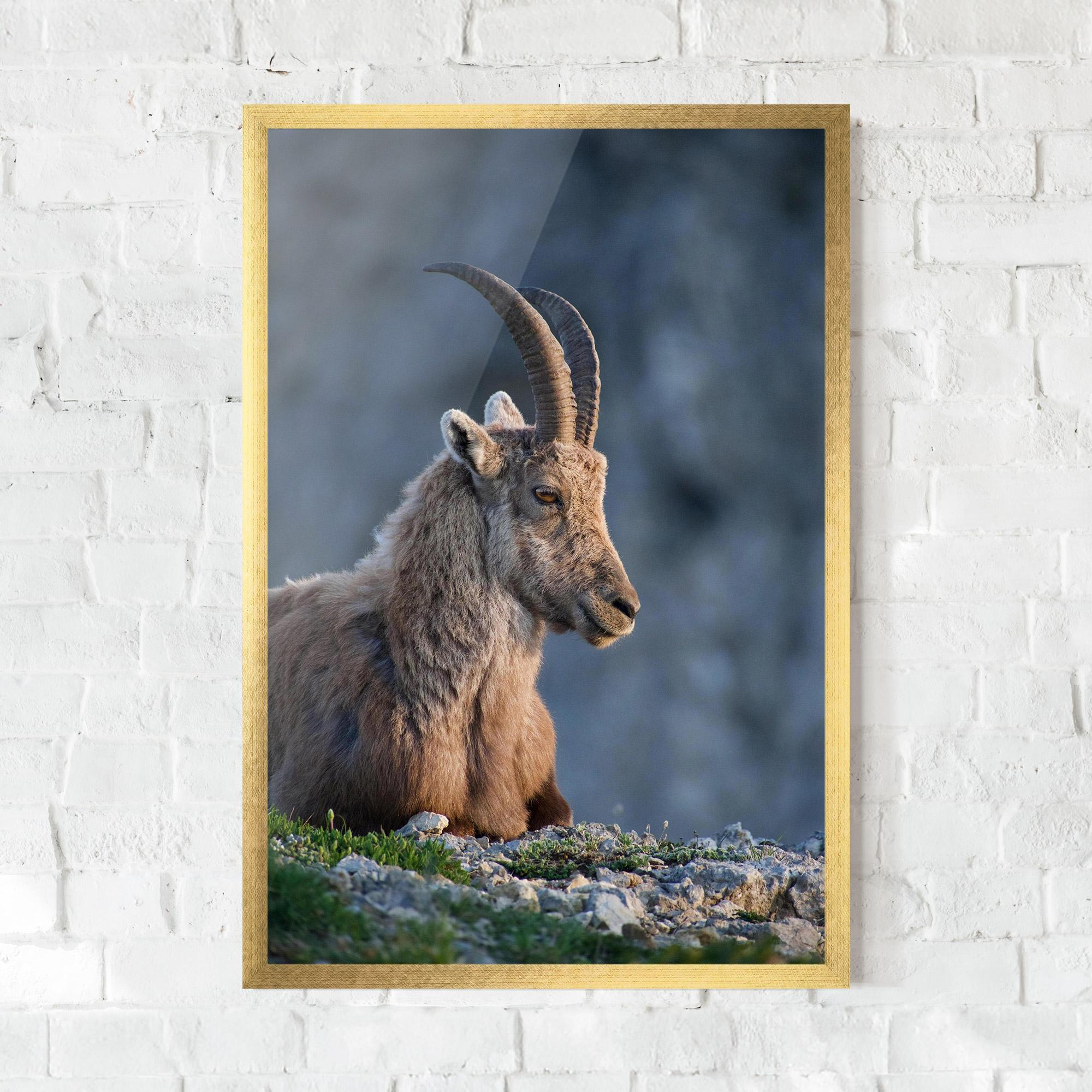 Gerahmte Poster Mountain Goat mockup 0