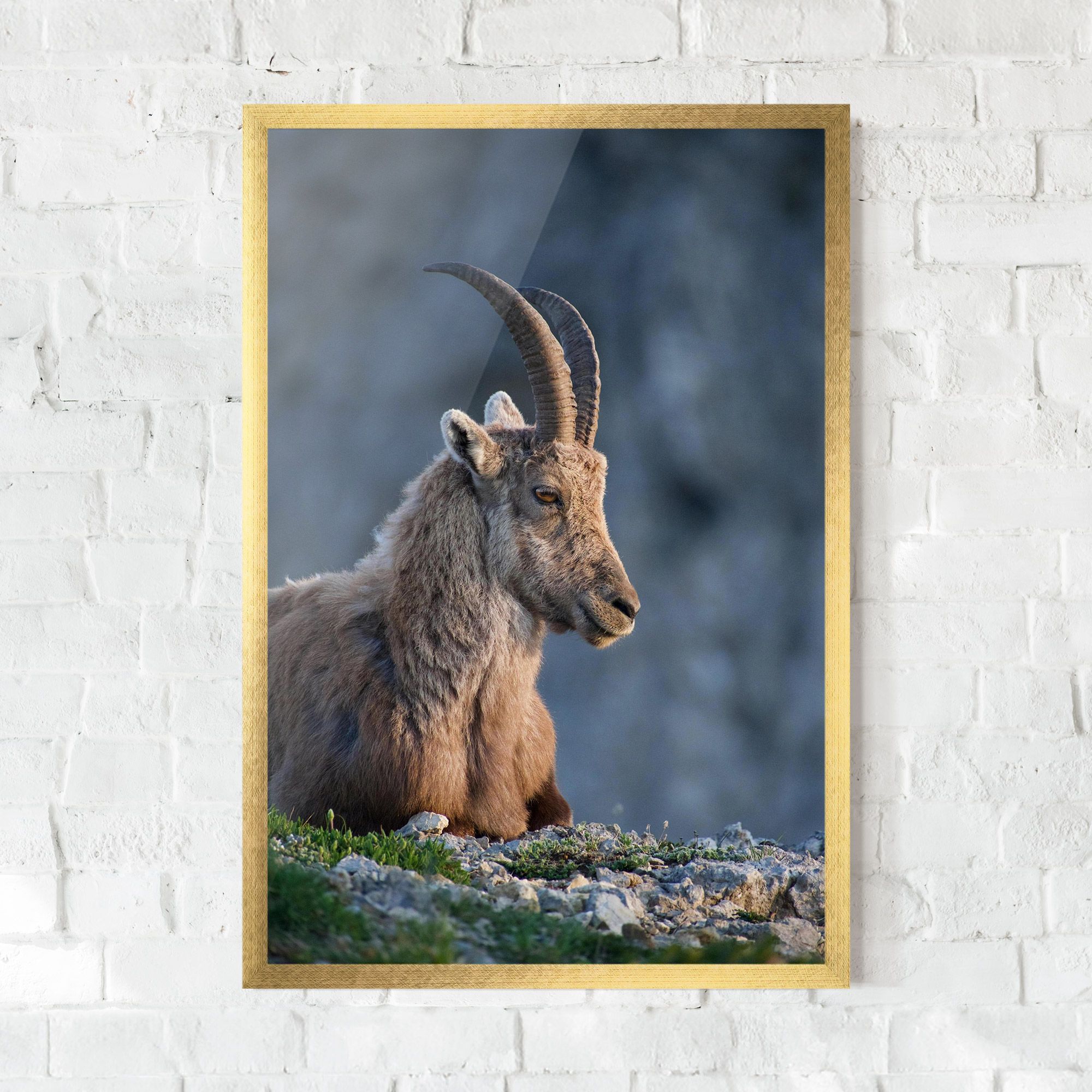 Mountain Goat mockup 0