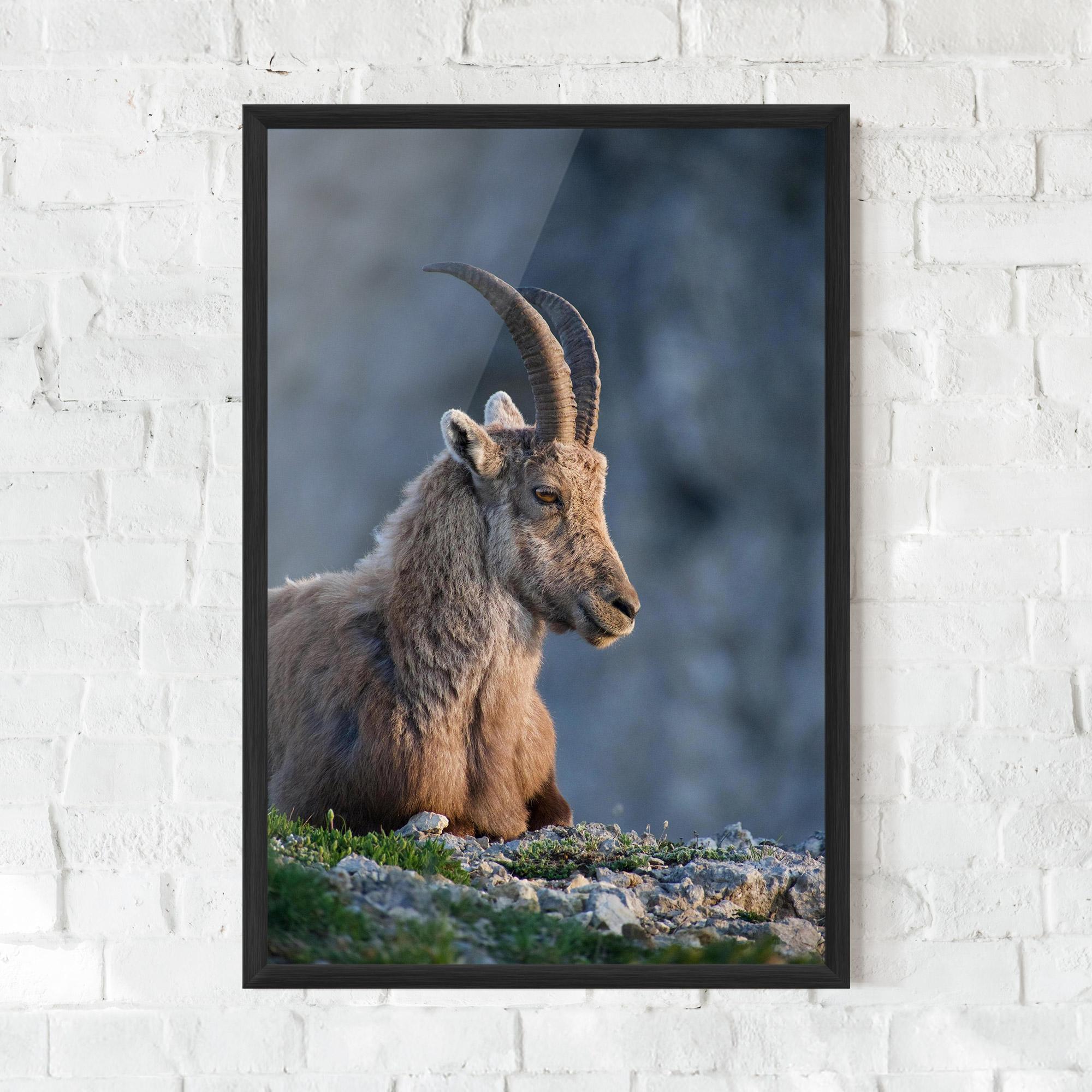 Gerahmte Poster Mountain Goat mockup 0