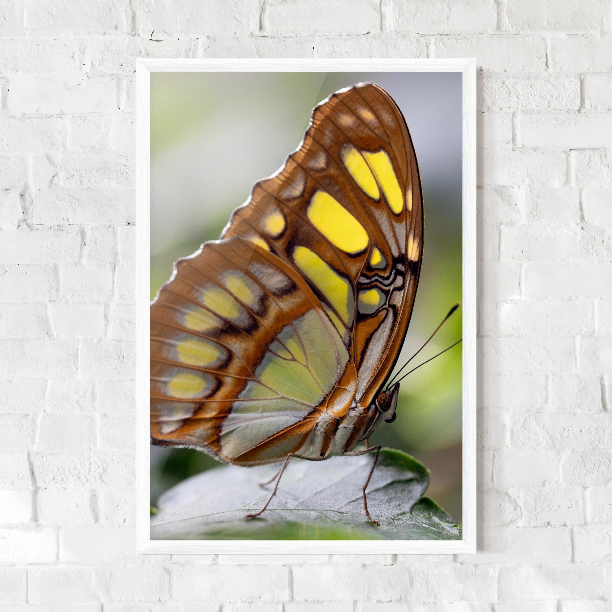 Gerahmte Poster Brown Yellow Butterfly mockup 0