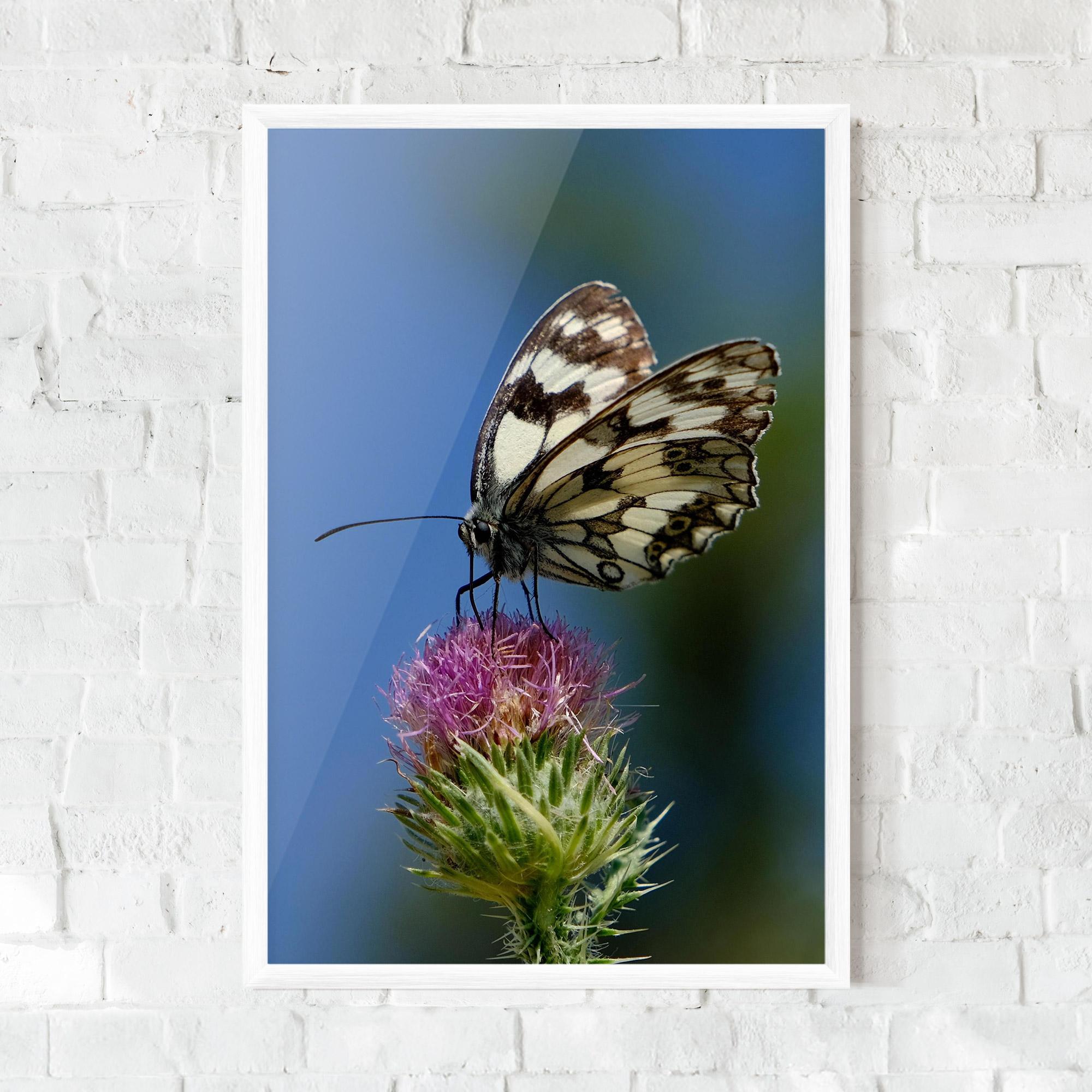 Gerahmte Poster Grey White Butterfly mockup 0